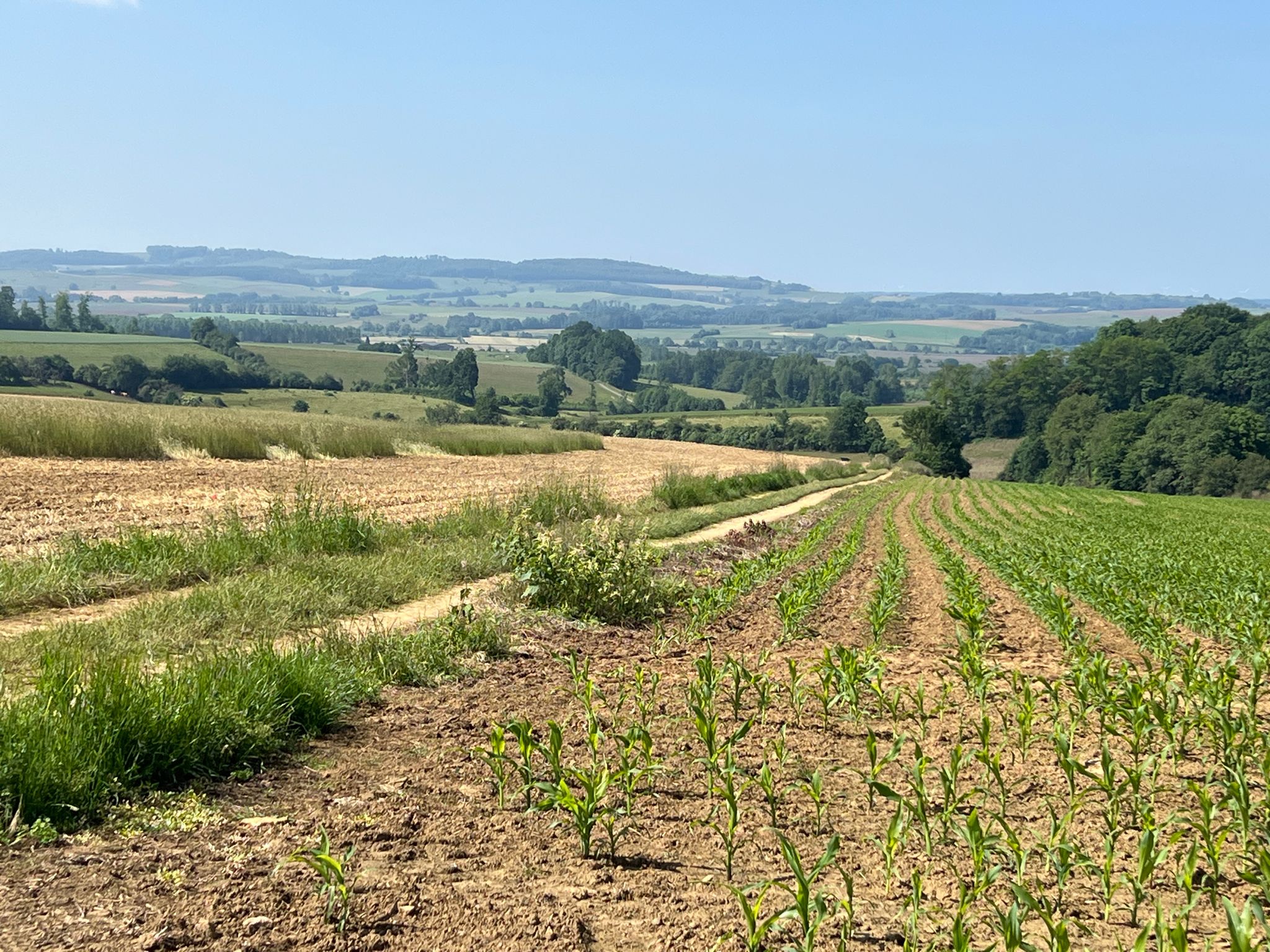 Die Landschaft wird hügliger