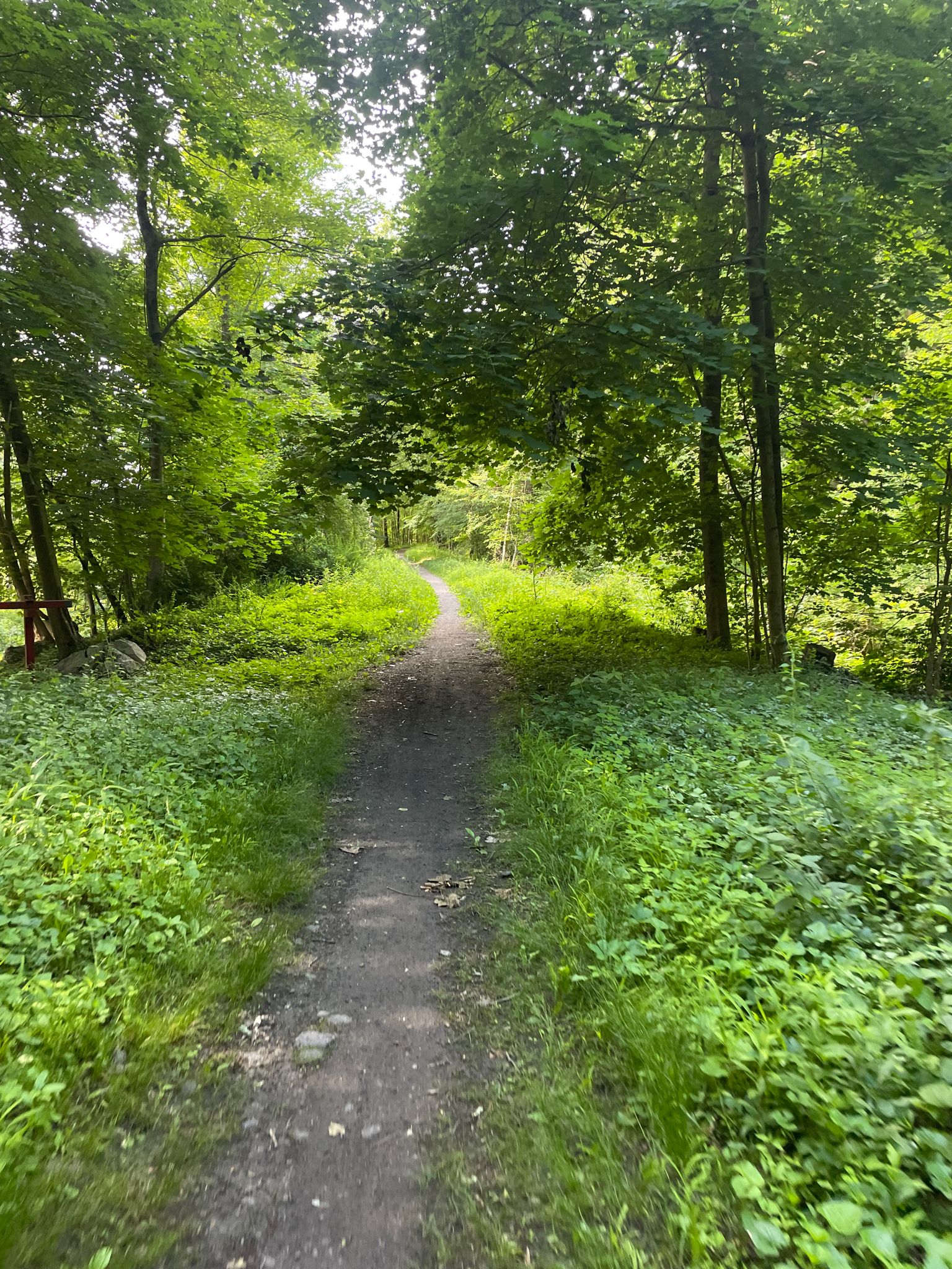 A narrow dirt path winds through a vibrant green, brightly lit forest. - Larkin State Park Trail – Whittemore Glen State Park loop from Whittemore Glen State Park