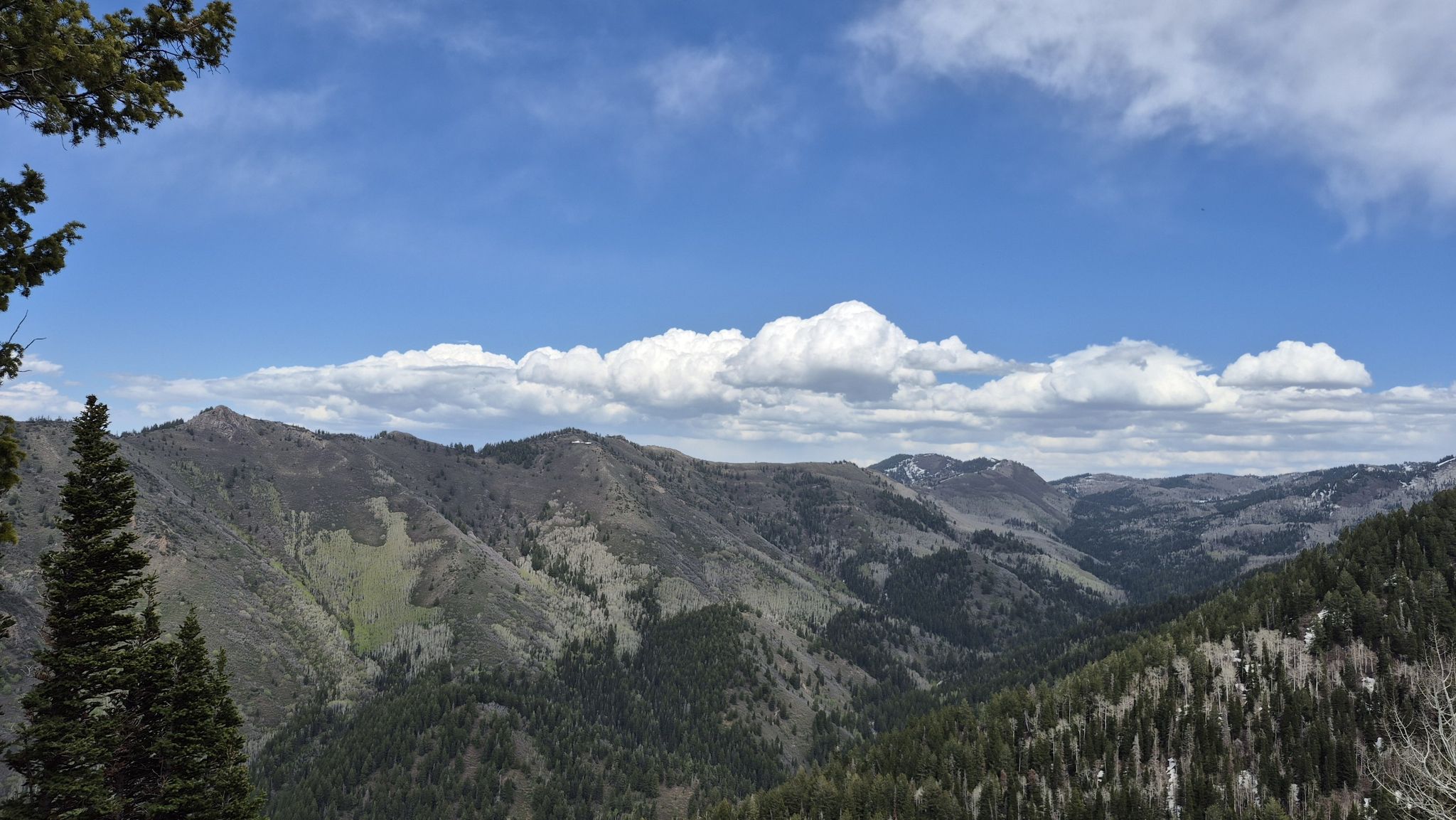 Expansive mountain range with green forests and blue sky with white clouds. - Mount Raymond via Alexander Basin Trail