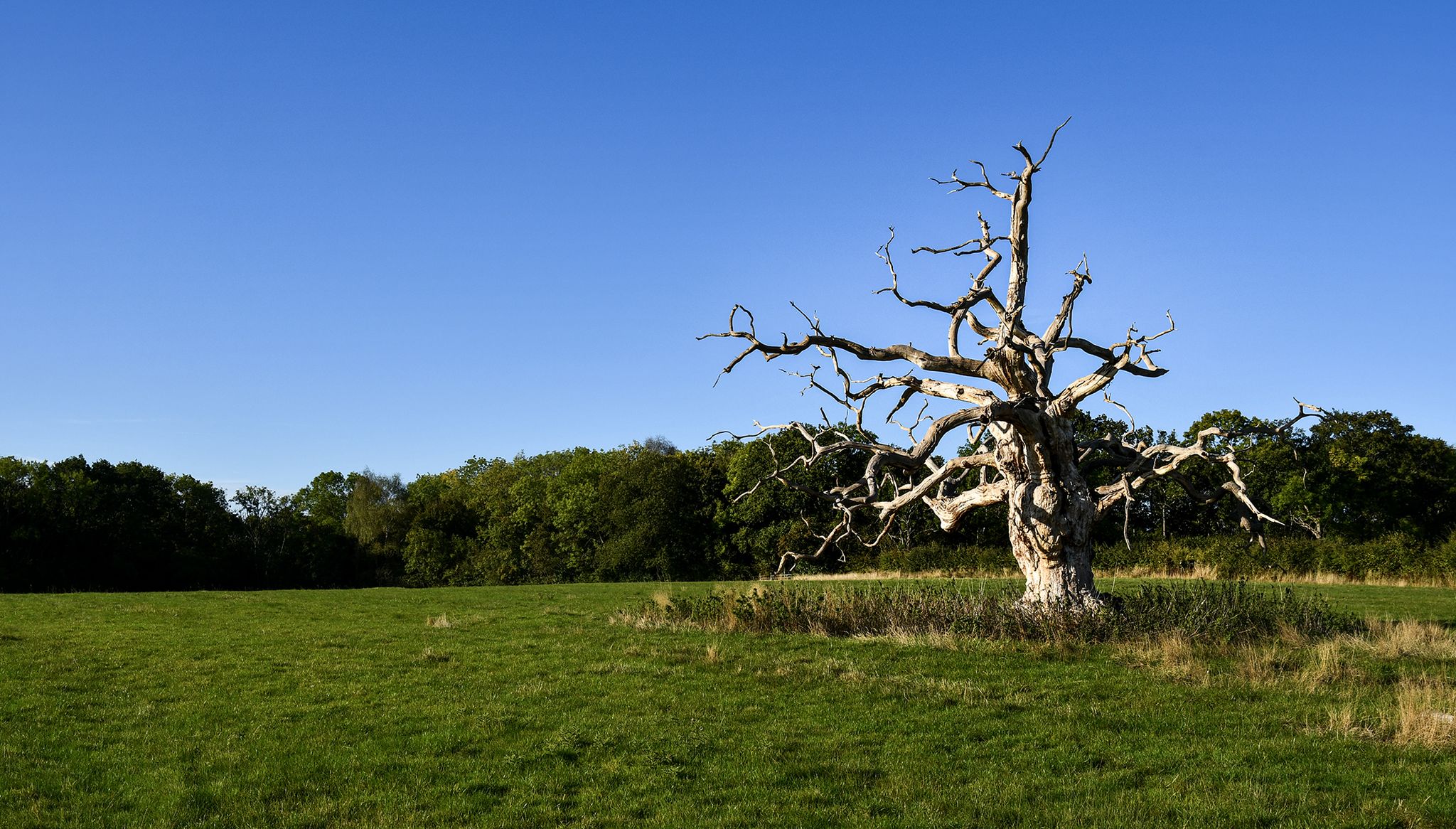 Dead oak