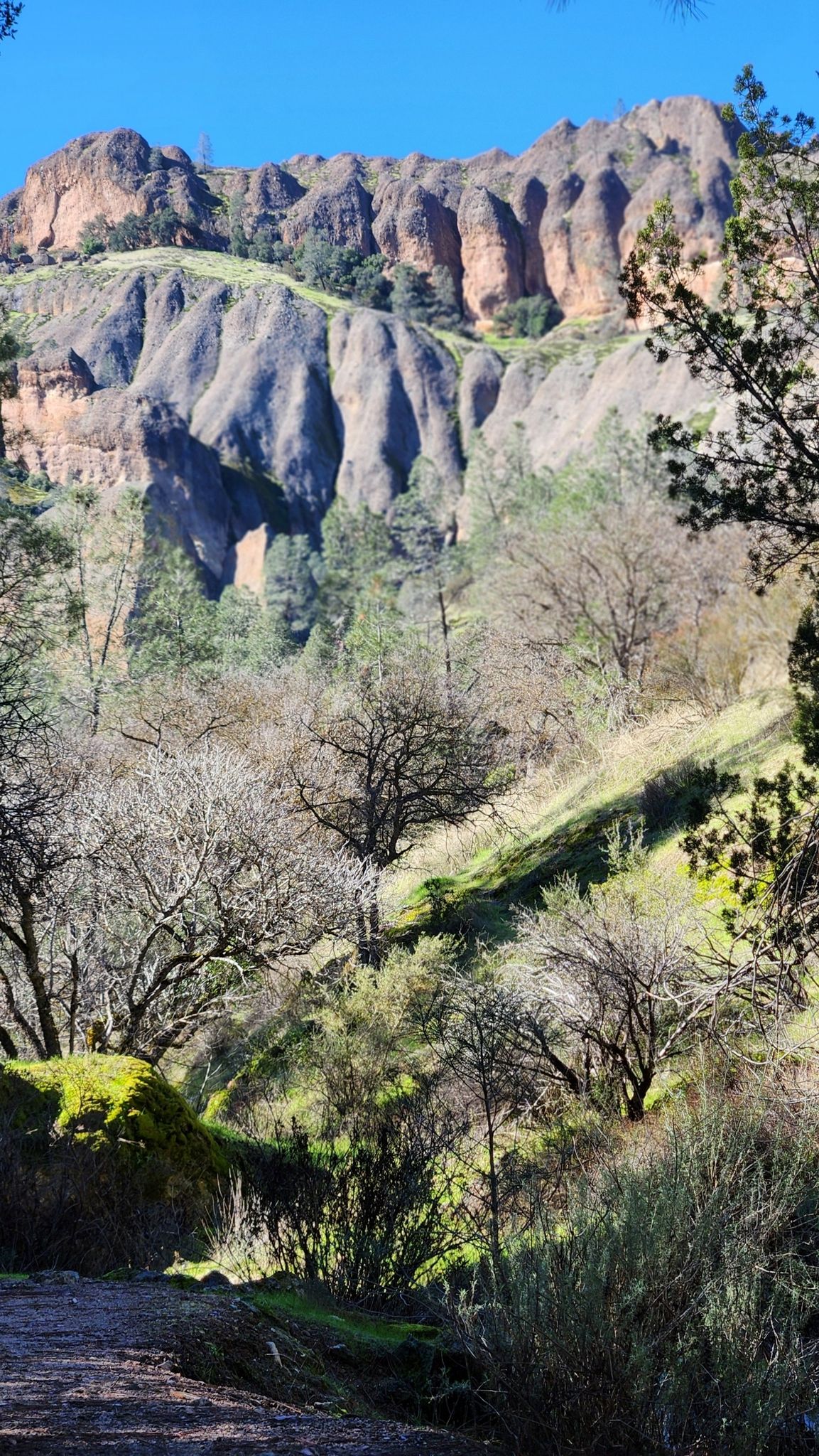 Towering rocky cliffs overlook a green valley with trees under bright blue sky. - Old Pinnacles Trail