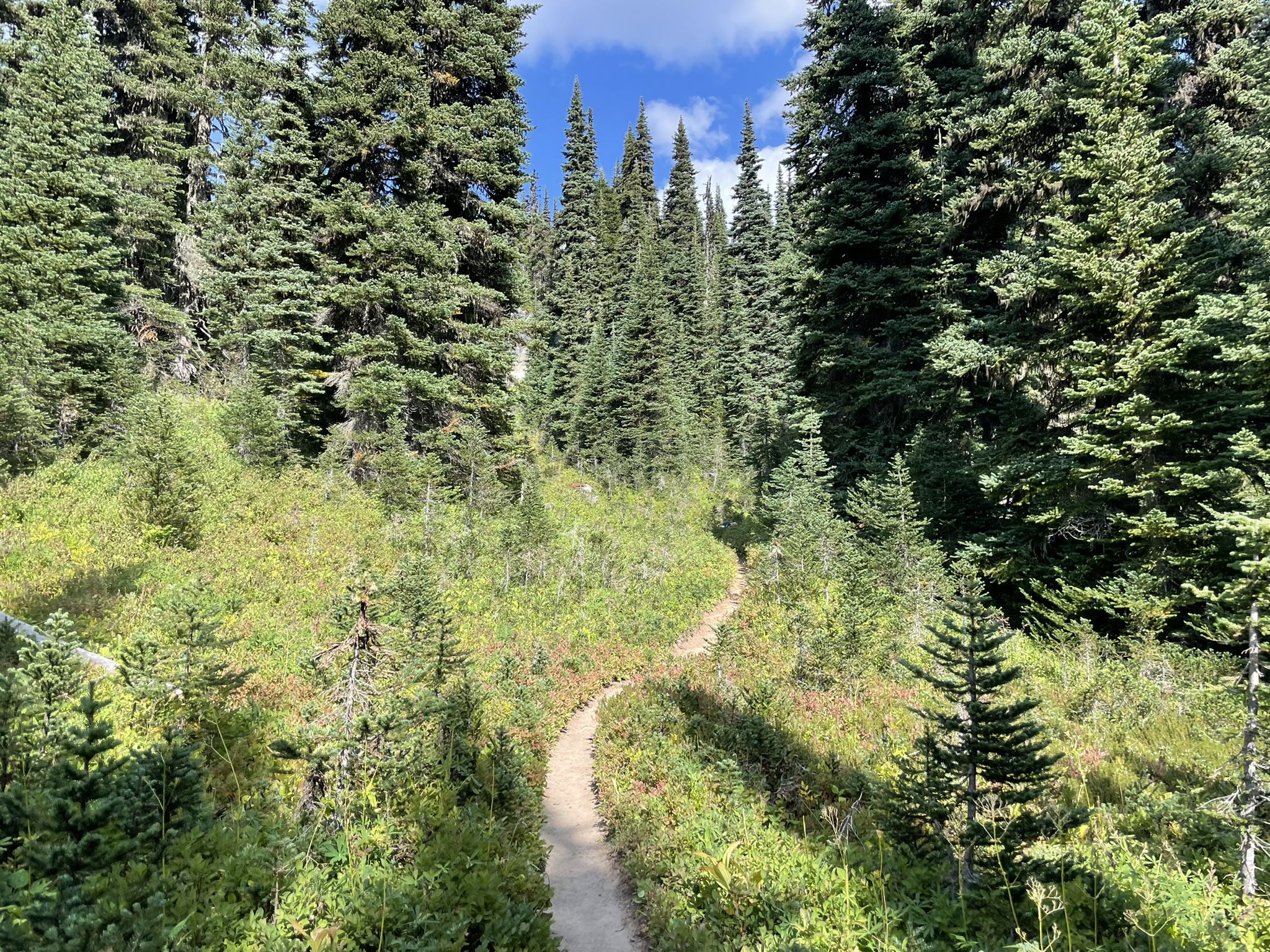 A winding dirt path through a sunlit forest of tall evergreen trees. - Spider Gap - Buck Creek Pass Loop