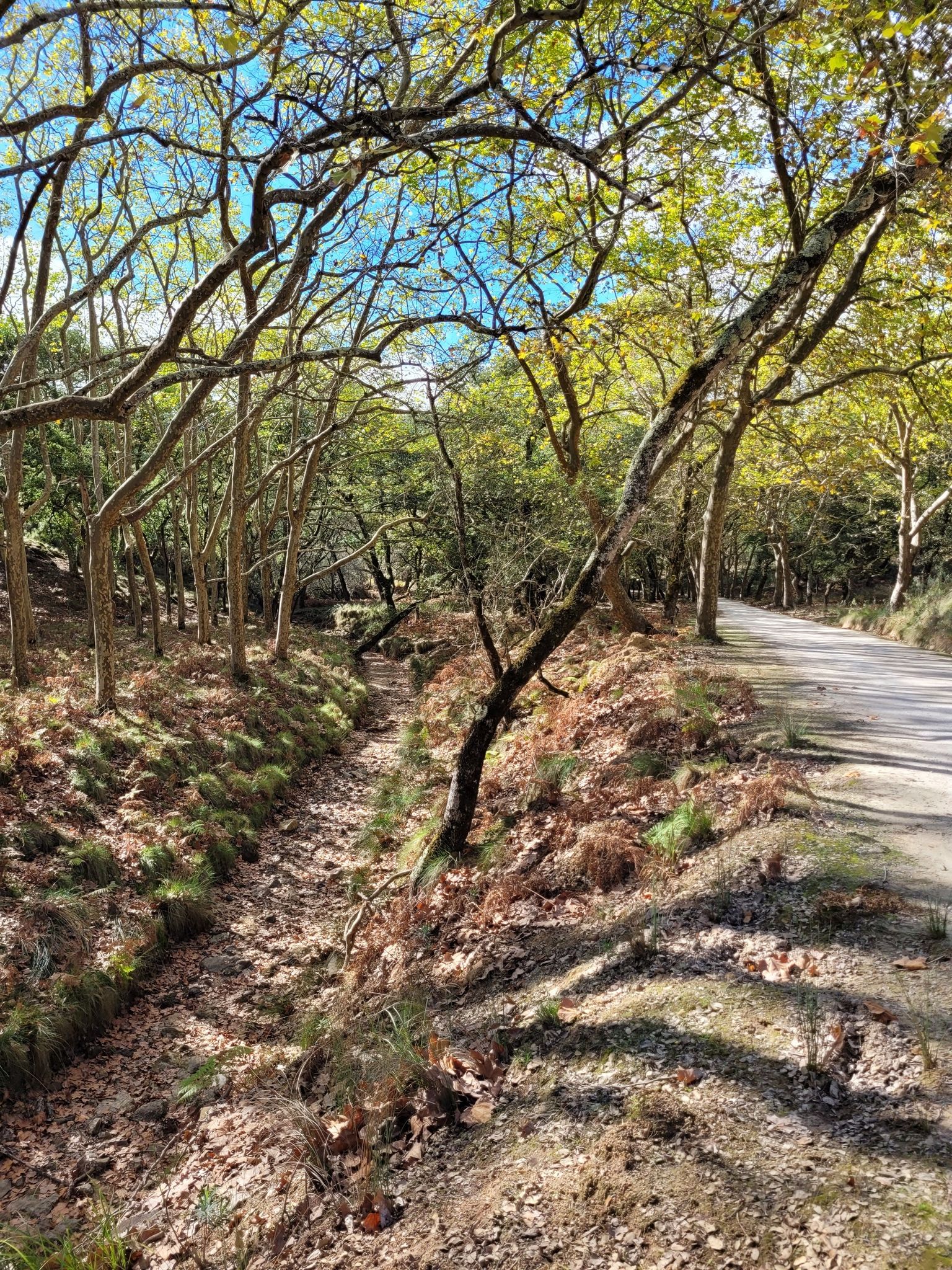 Ribeirinho (Azul) trail in Tapada de Mafra | hike | Komoot