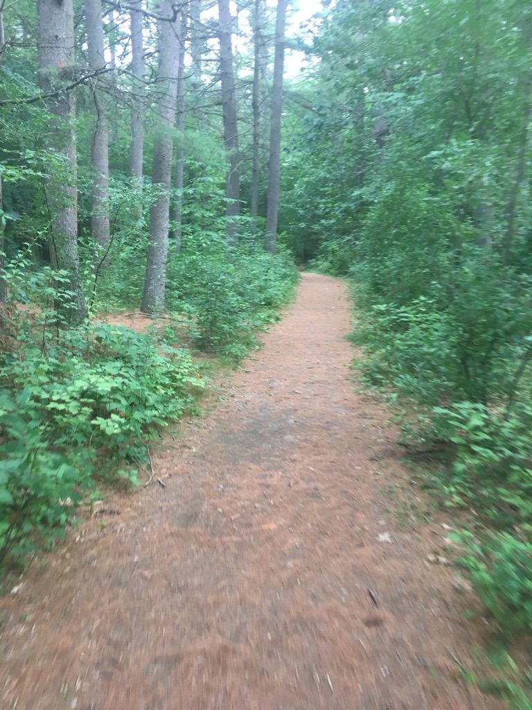 A narrow dirt path winds through a dense, green forest on an overcast day. - Sewalls Falls Beach Trail