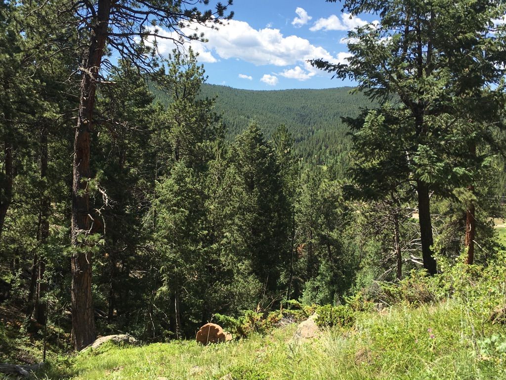 Bright, sunny view of a dense pine forest covering rolling hills. - Kriley Pond – Upper Mule Deer Trail loop from Golden Gate Canyon State Park