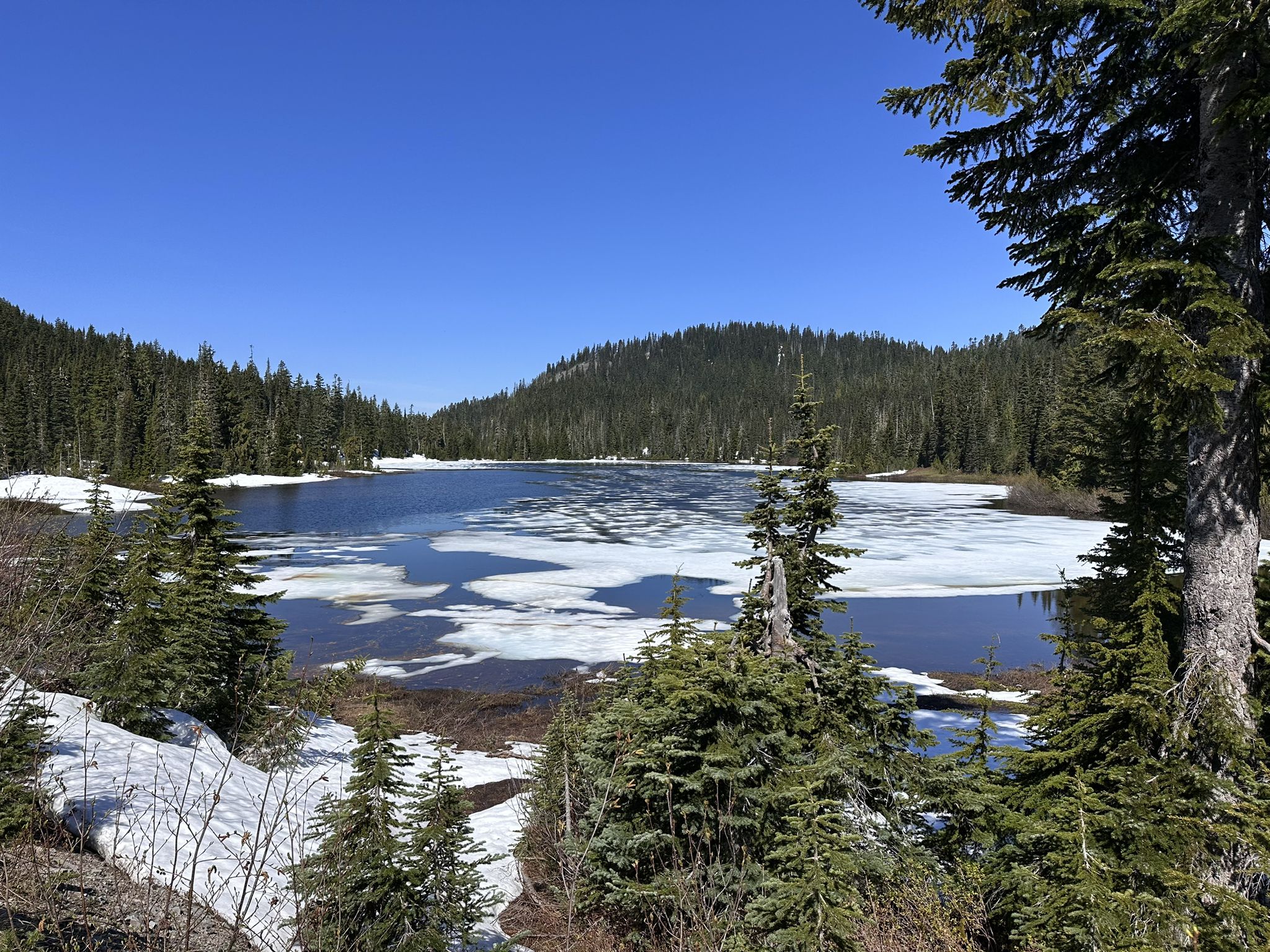 Partially frozen lake surrounded by snow and evergreen trees on a sunny day. - Paradise Inn – Paradise Visitor Center loop from Shriner Peak Trailhead
