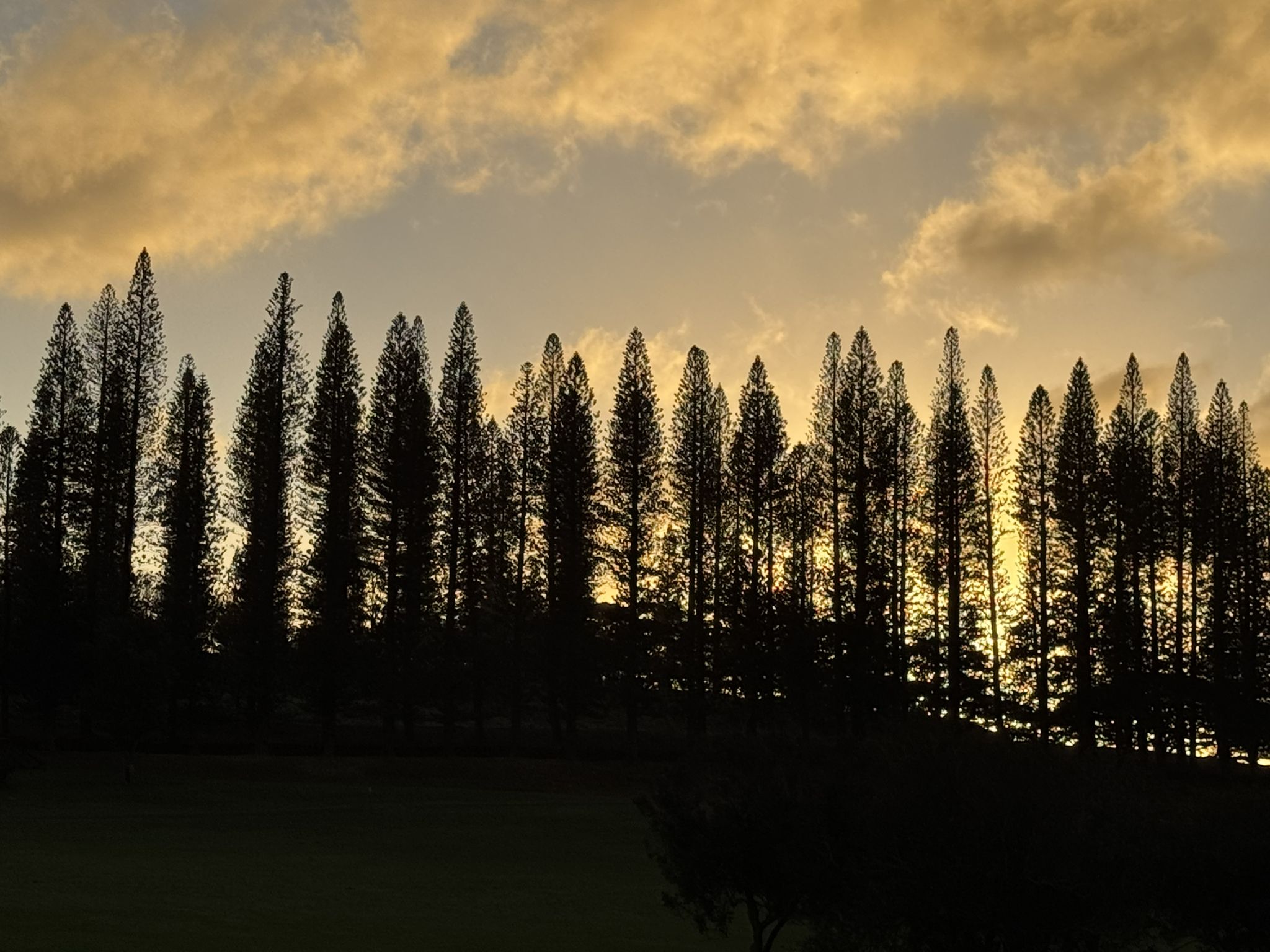 Tall trees silhouetted against a vibrant golden and cloudy sunset. - Honolua Bay via The Ritz