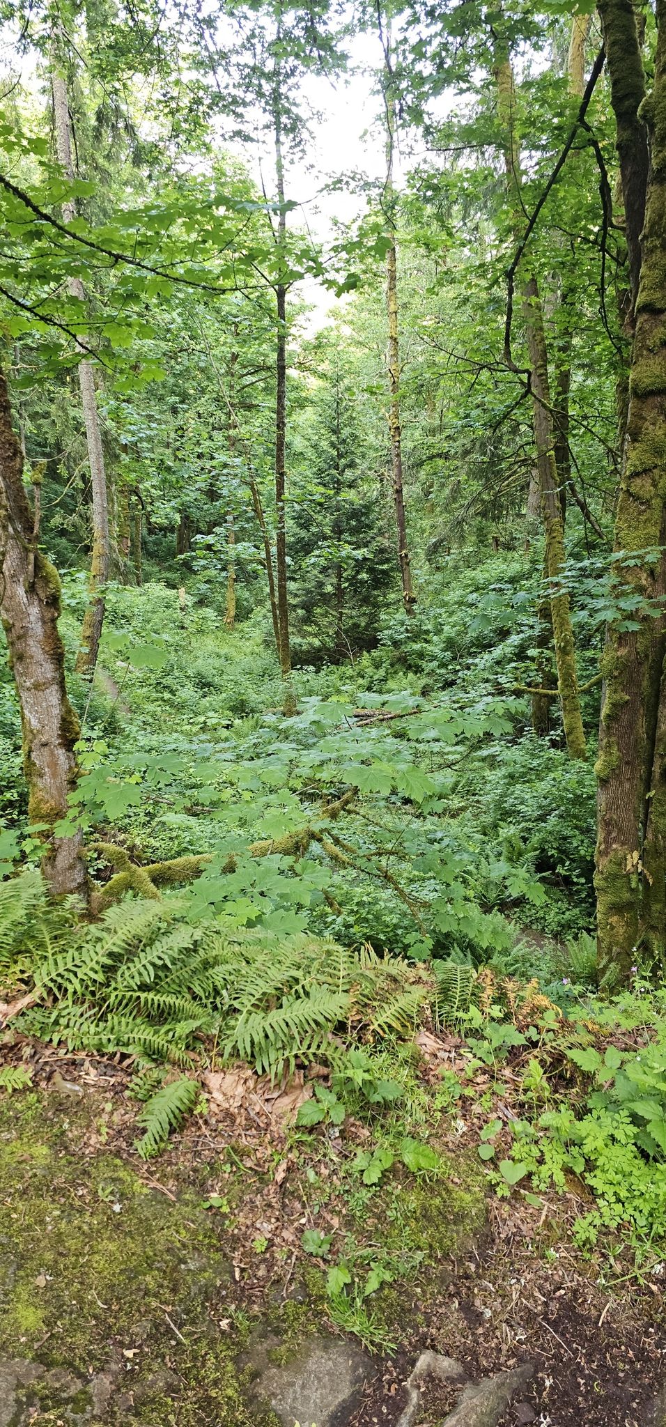 Dense green forest undergrowth with ferns and tall trees. - Talus Bridge Trail