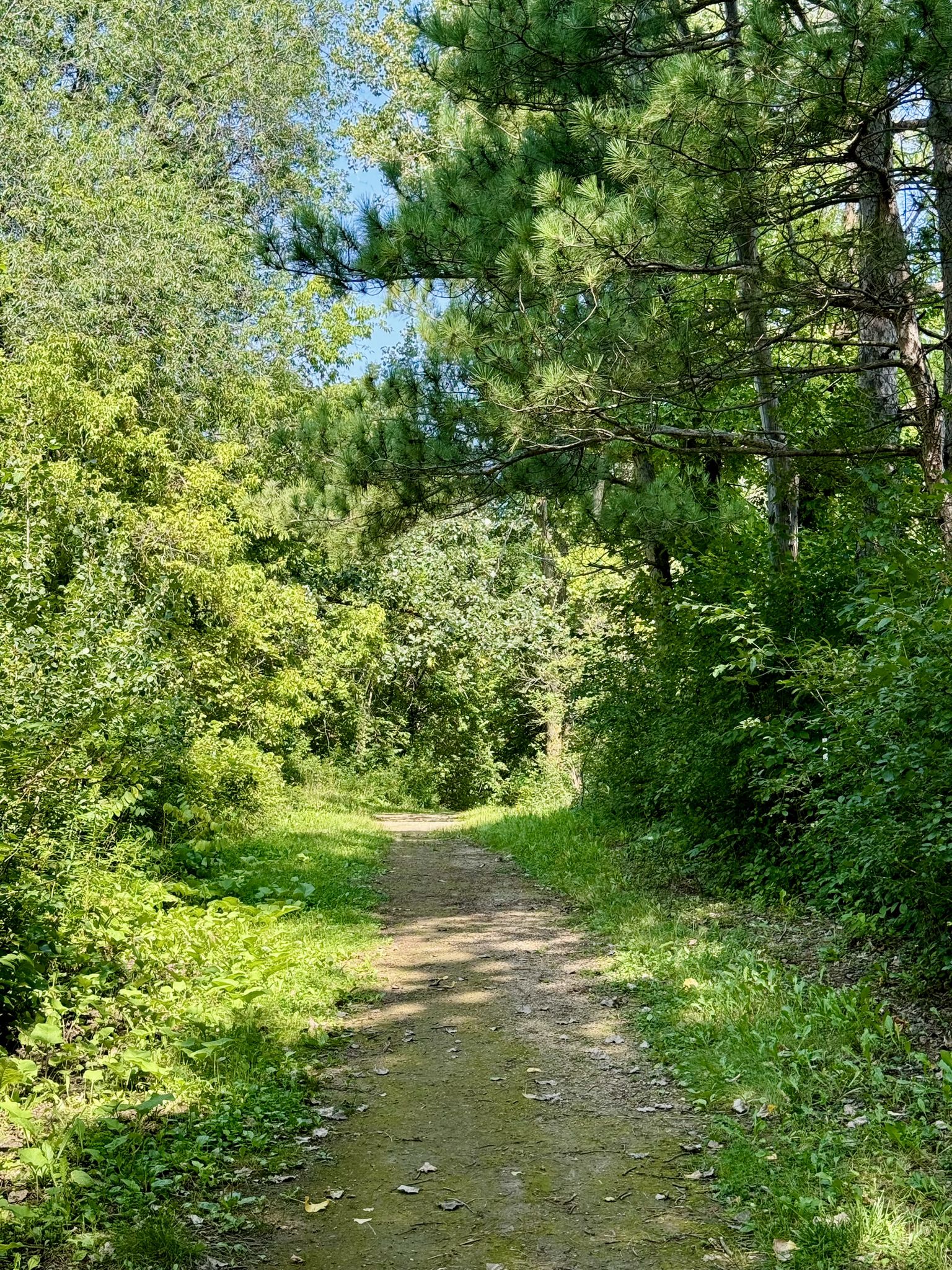 A sunlit dirt path winding through a dense green forest on a bright day. - Sunfish Lake Park Mountain Bike Trail