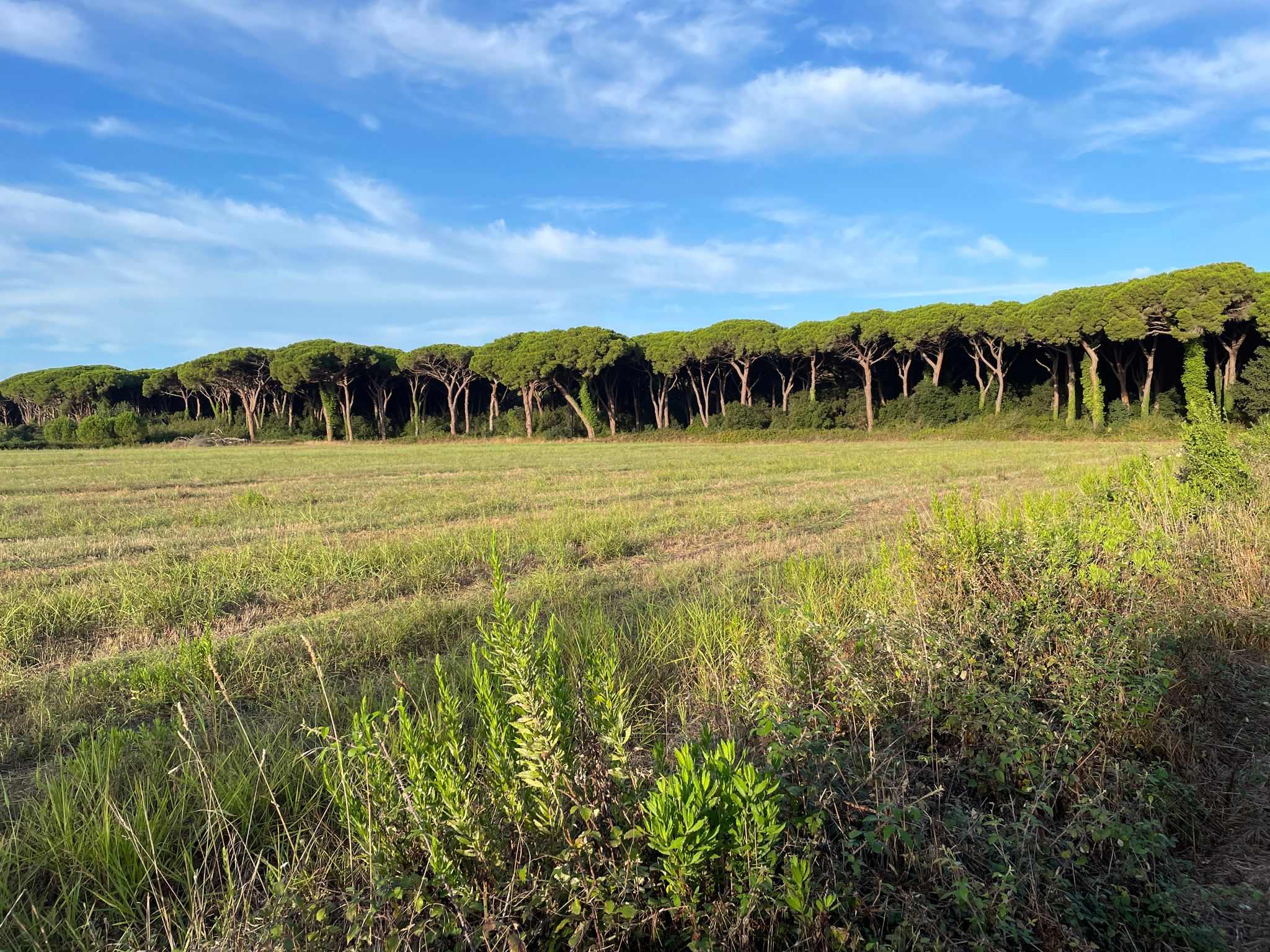 der Pineta di Donoratico