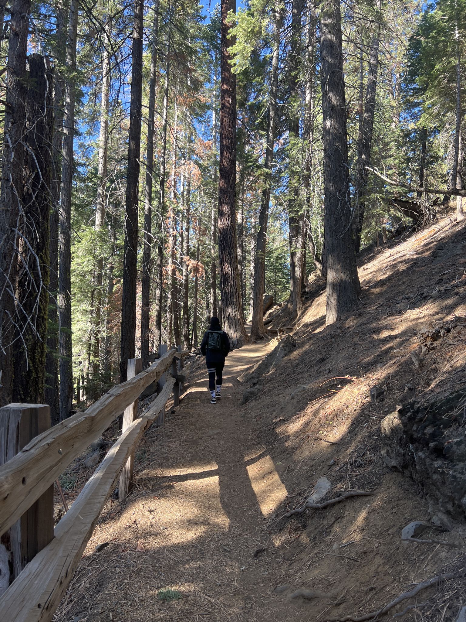 Person walks on a sun-dappled forest path with tall trees and a wooden fence. - Eagle Rock Trail