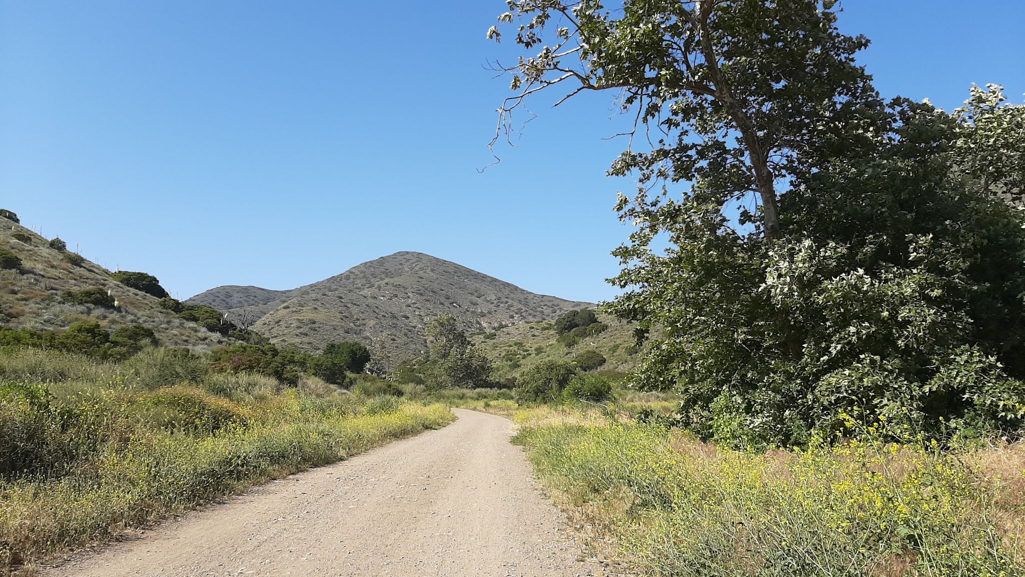 Dirt road through a green valley with a large tree and distant mountains. - Serrano Canyon Trail