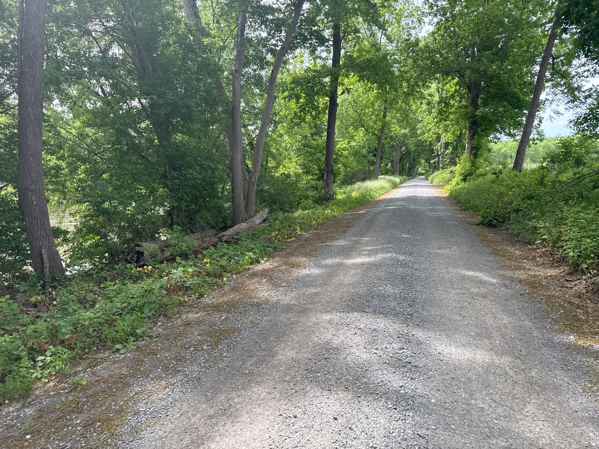 Sunny gravel path through a green forest, with a fallen log. - Berryville