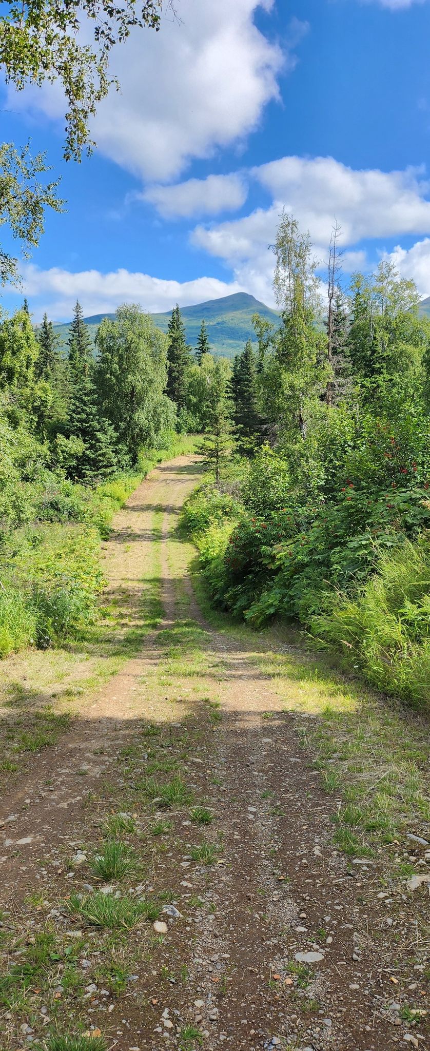 Sunny dirt path through a forest with mountains in the distance. - Spencer Loop Trail