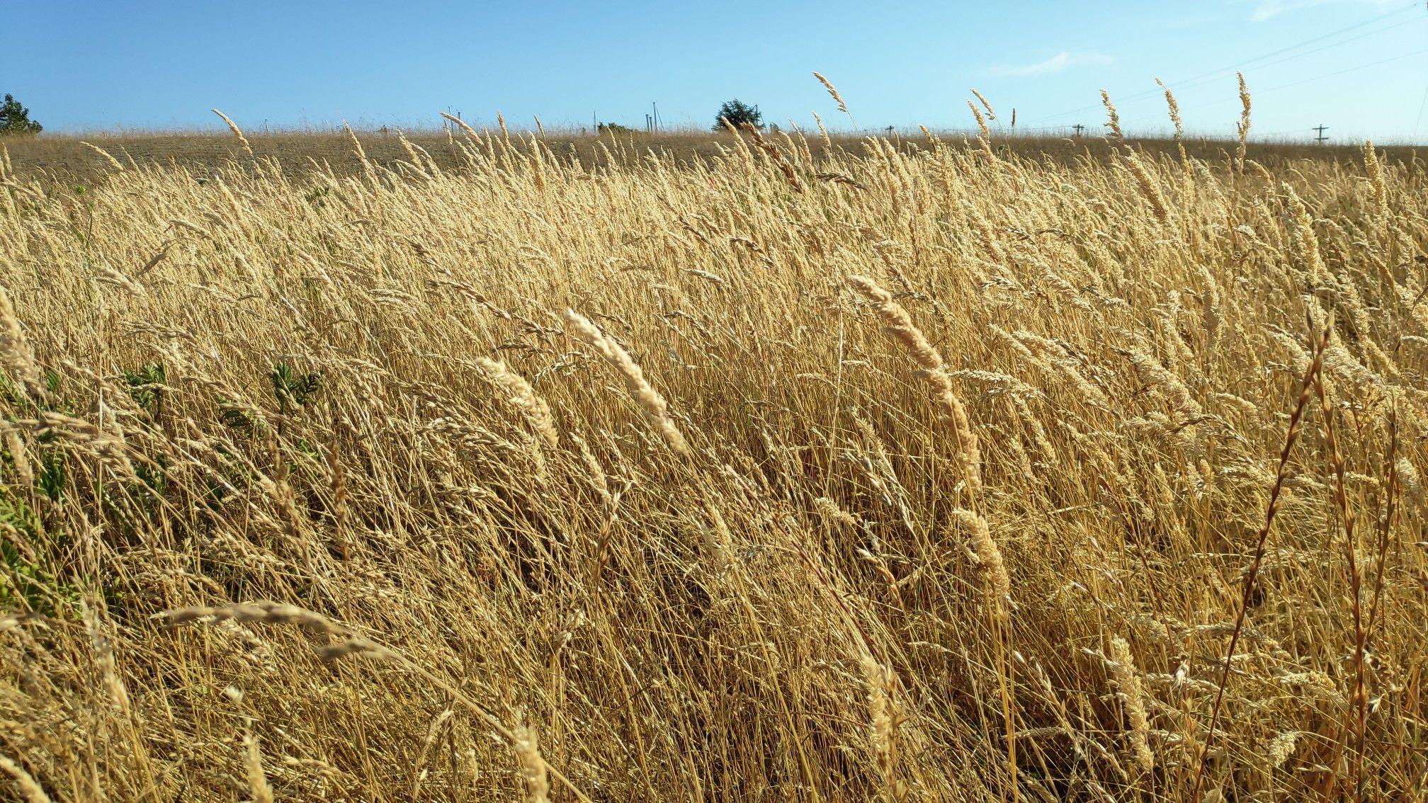 Close-up of a vast field of golden, dry grass under a blue sky. - Running loop from Everett