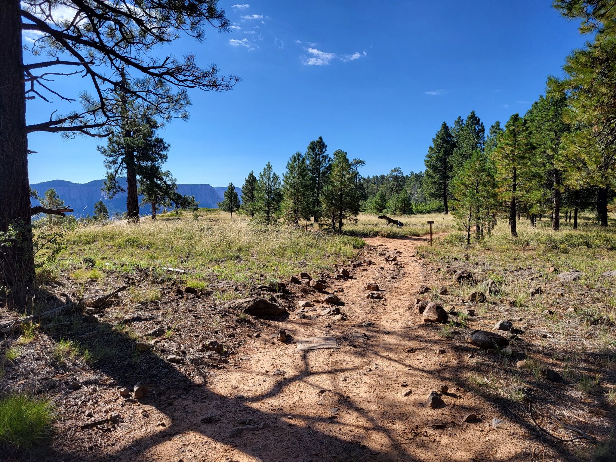 Sunny dirt path through a grassy forest with distant mountains under a blue sky. - Northgate Peaks Trail