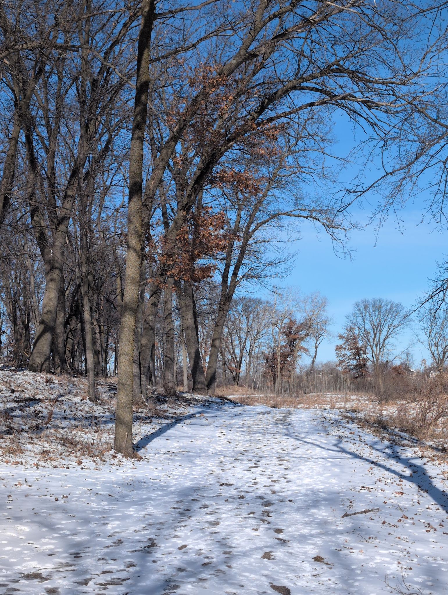 Snowy path winding through a winter forest with tall, bare trees. - Blaine Wetland Sanctuary loop from The Lakes