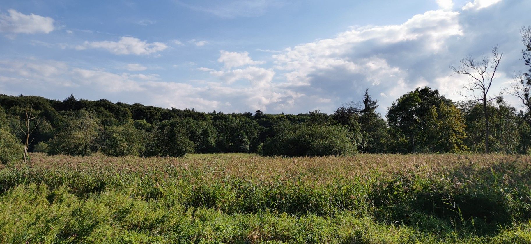 Natur am späten Nachmittag