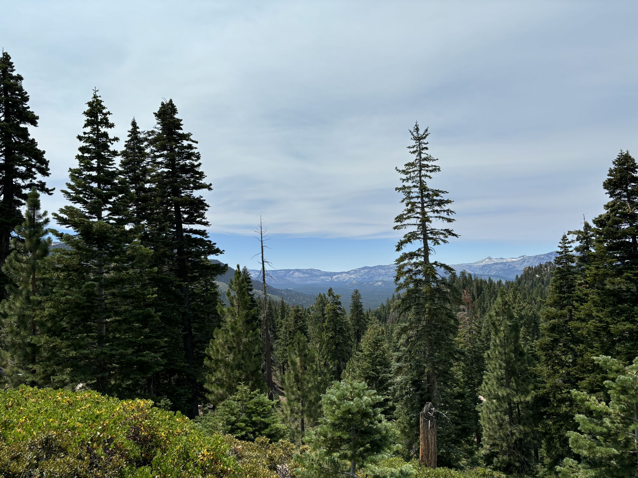 Dense pine forest with distant mountains under a bright, cloudy sky. - Tahoe Rim Trail: Daggett North and Castle Rock Loop
