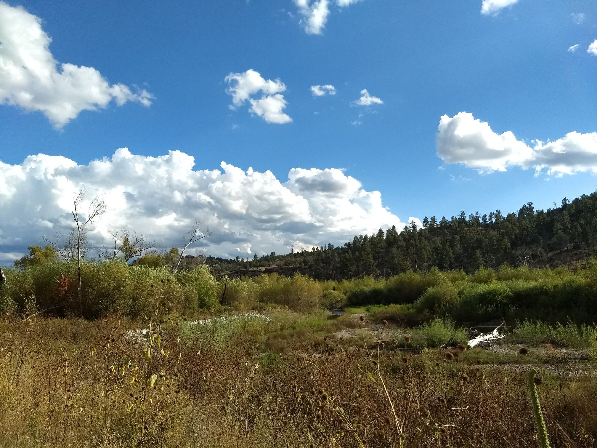 A bright, sunny landscape with a grassy field, distant trees, and a cloudy blue sky. - West Fork, Big Bear Canyon, Middle Fork, and Little Bear Loop