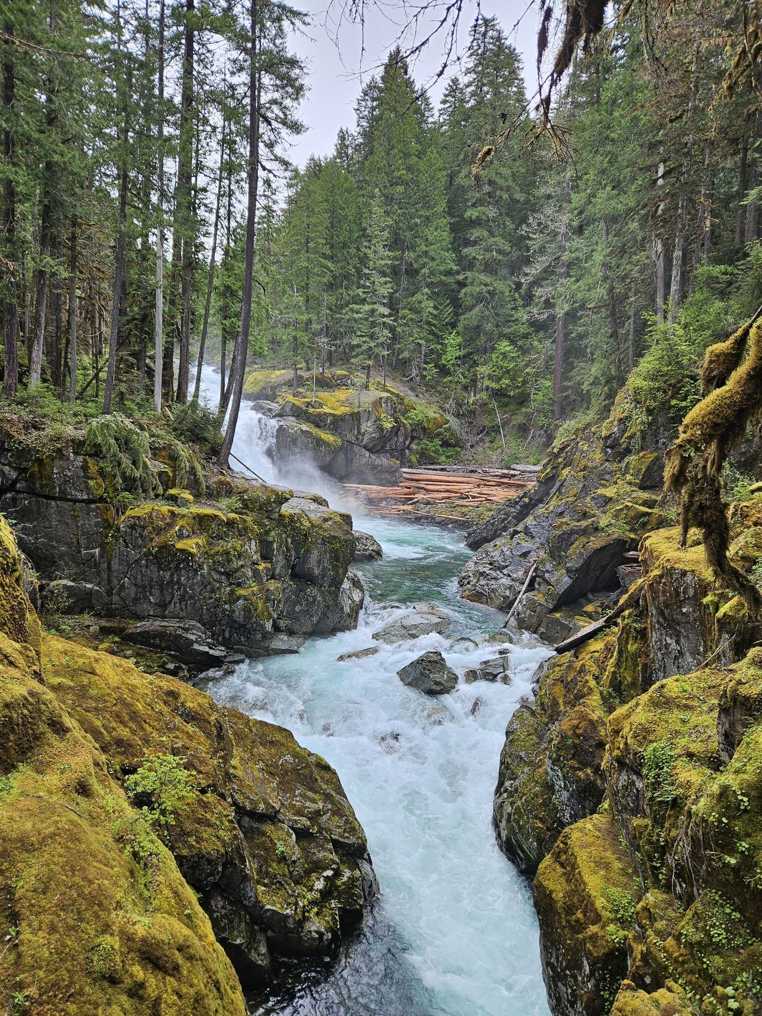A powerful waterfall and river flowing through moss-covered rocks in a misty forest. - Silver Falls loop from Grove of the Patriarchs