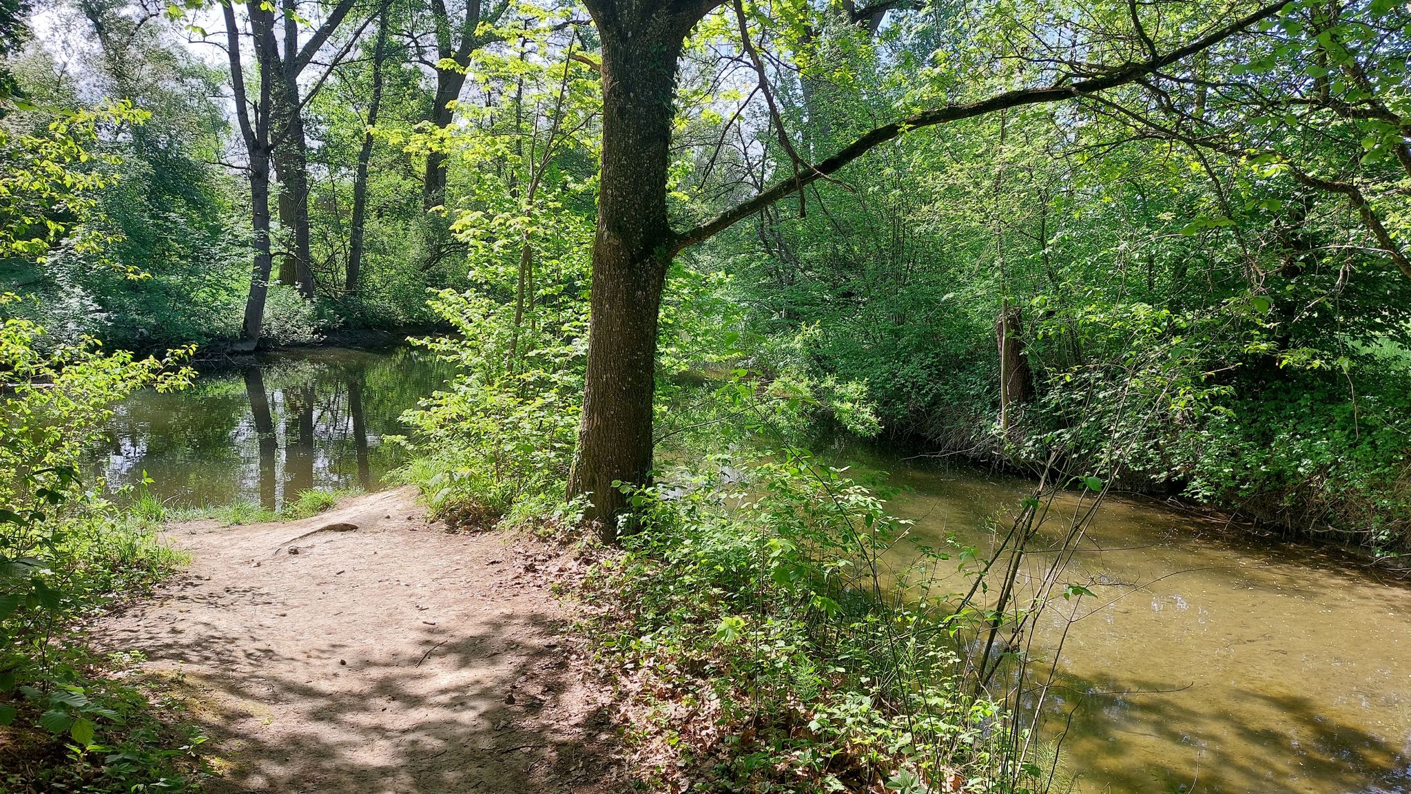 so kam ich zur Besichtigung der Mündung der Ettishofer Ach in die Schussen
