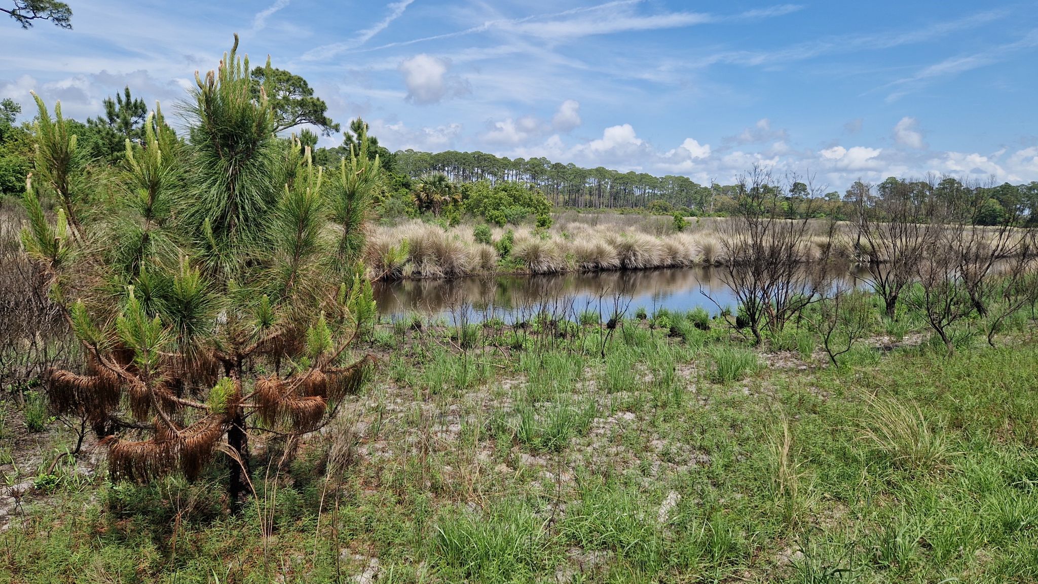 Sunny view of a small pond surrounded by marsh grass and pine trees. - Tower Pond Interpretive Trail