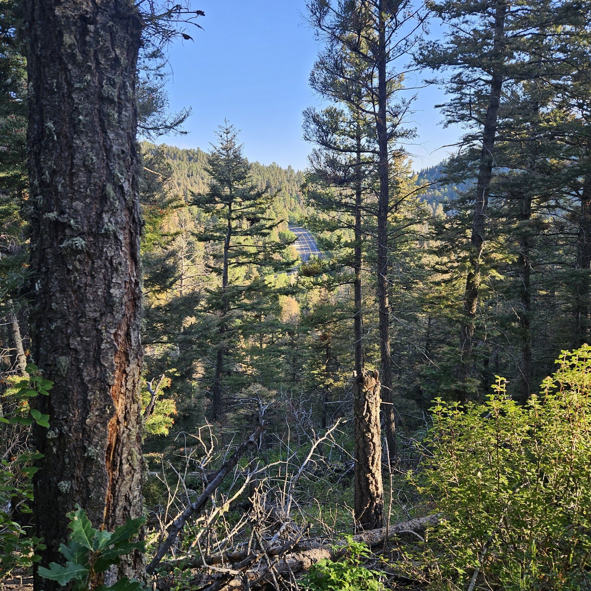 Sunny view through a dense pine forest to a distant road. - Tree Spring, South Crest, Cienega, Faulty, and Oso Corredor Loop