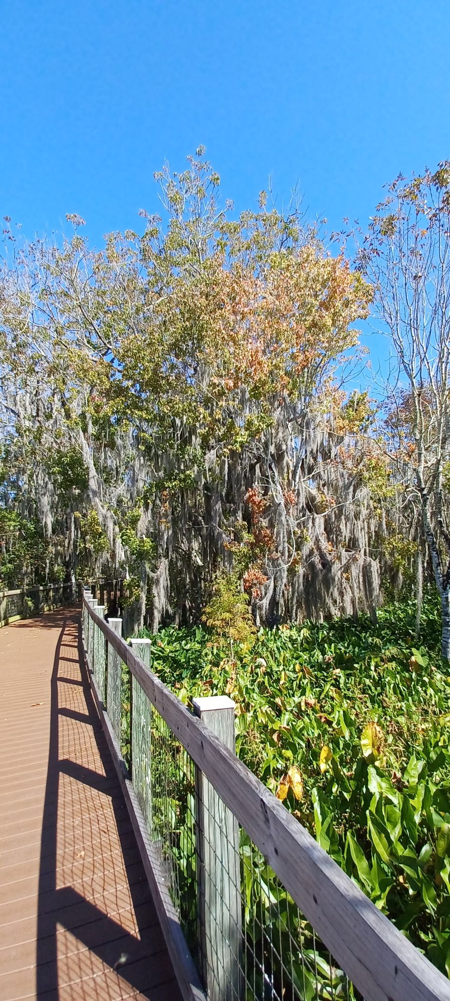 A wooden boardwalk next to trees draped with Spanish moss under a clear sky. - Lake Brim Park loop from Winter Garden