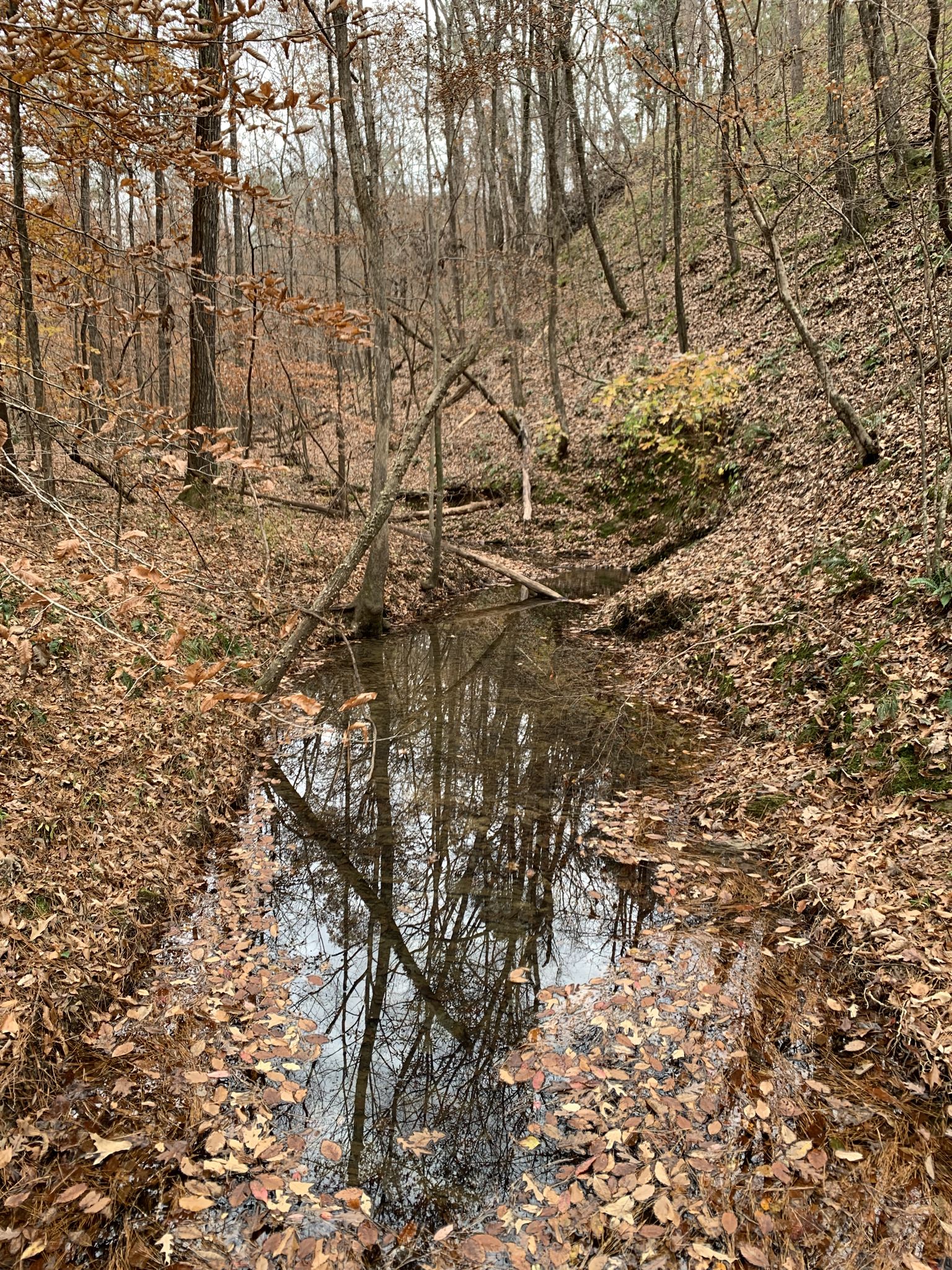 Narrow forest stream reflecting bare trees, surrounded by fallen autumn leaves. - Garrett's Gulch Trail – Lake Trail Trailhead loop from South Trailhead