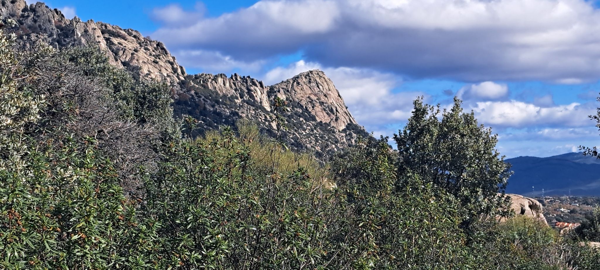 Picó de la miel.