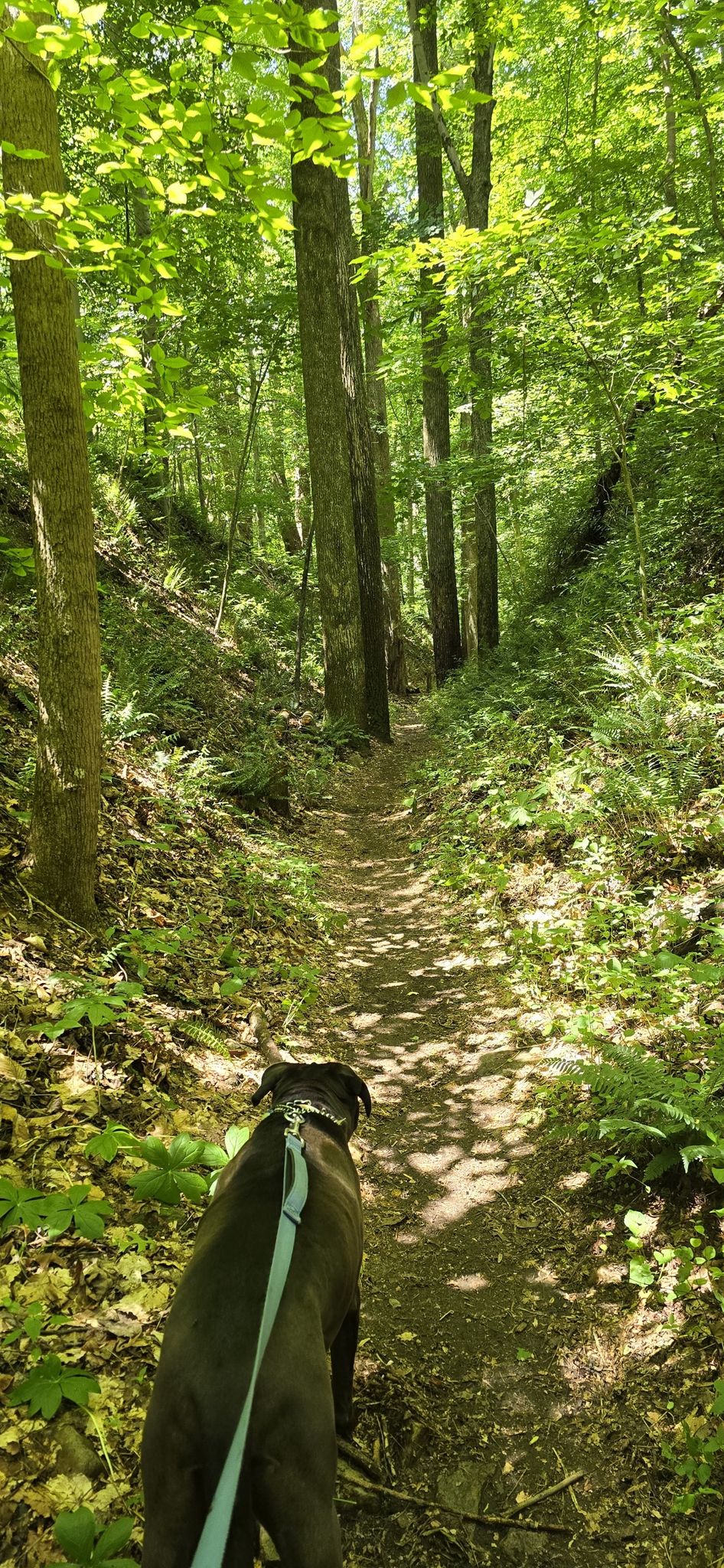 A dog on a leash walks on a sun-dappled dirt path in a forest. - Jerusalem Mill Section – Small river island loop from Fallston