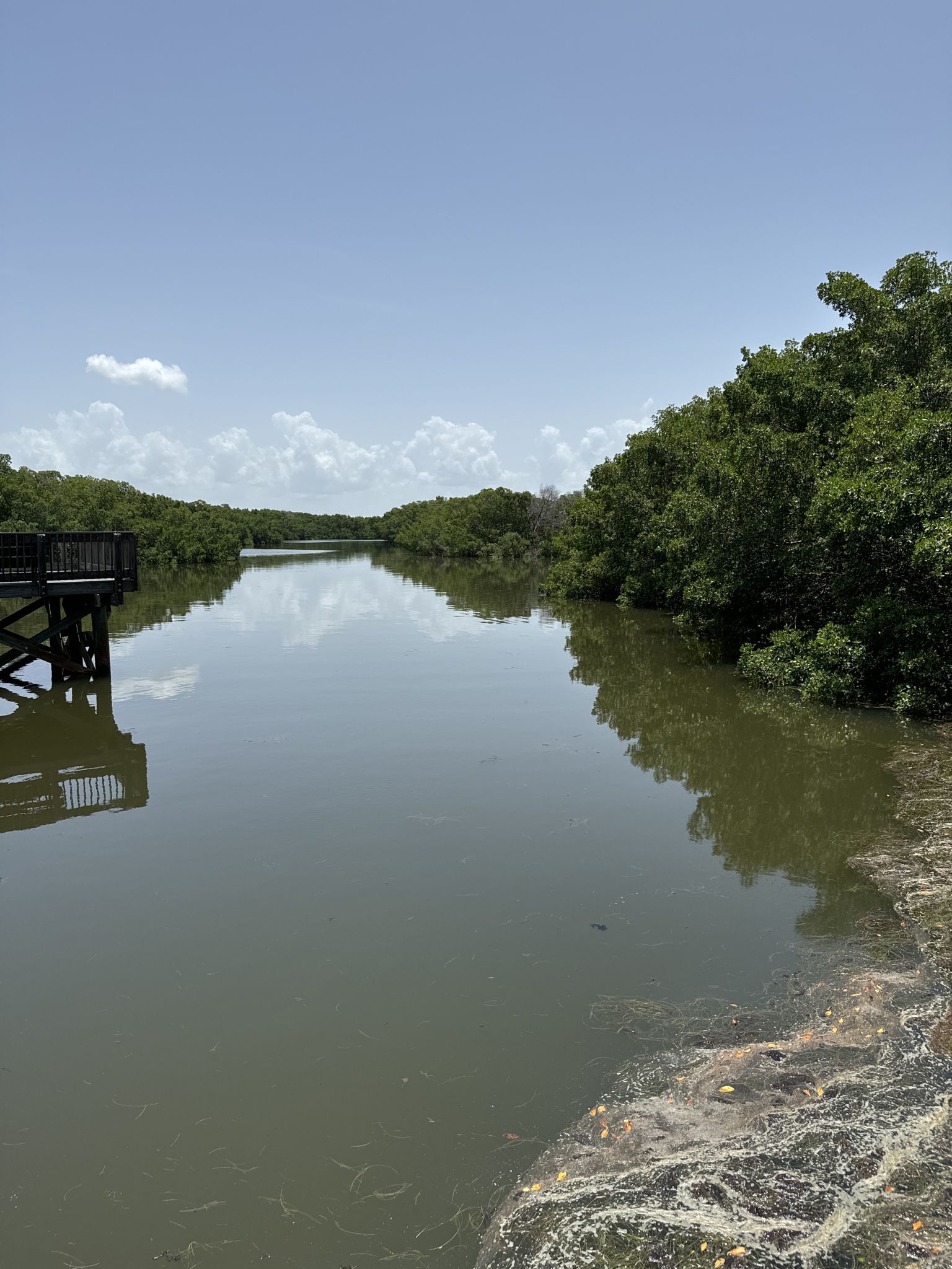 Calm river with dense green trees and a wooden dock under a bright sky. - Upland Trail and Bay Boardwalk Loop