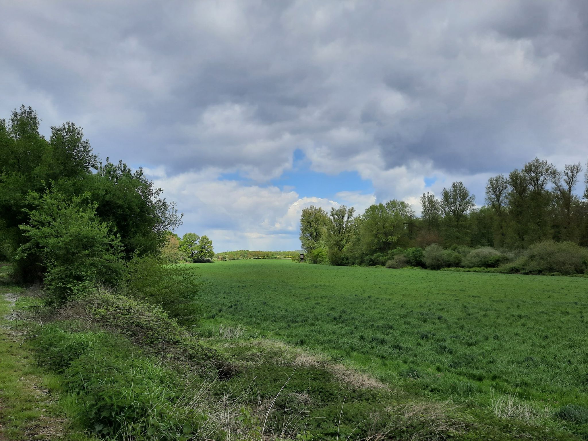 Rosellerheide