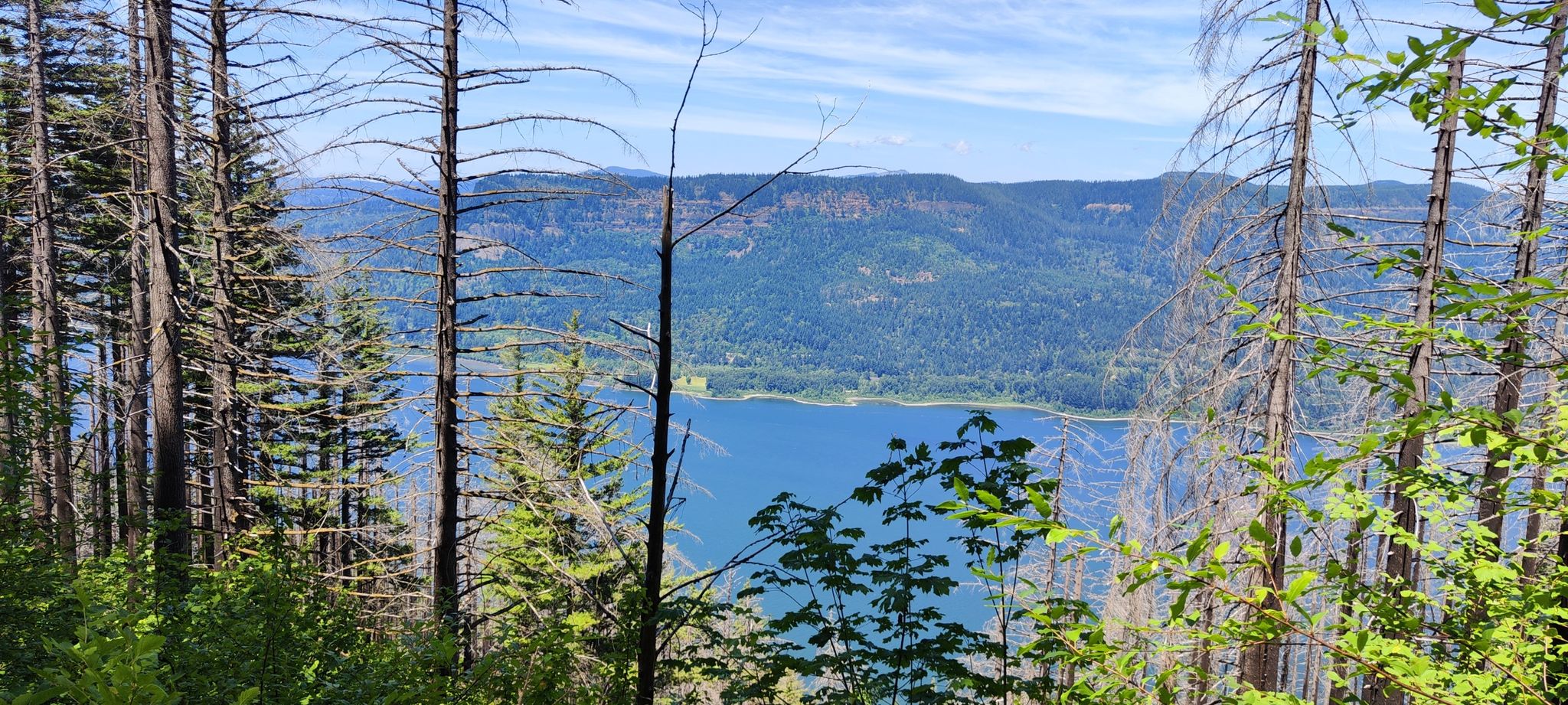 Sunny view of a wide river and distant mountains through tall trees. - Angel's Rest and Devil's Rest Loop Trail