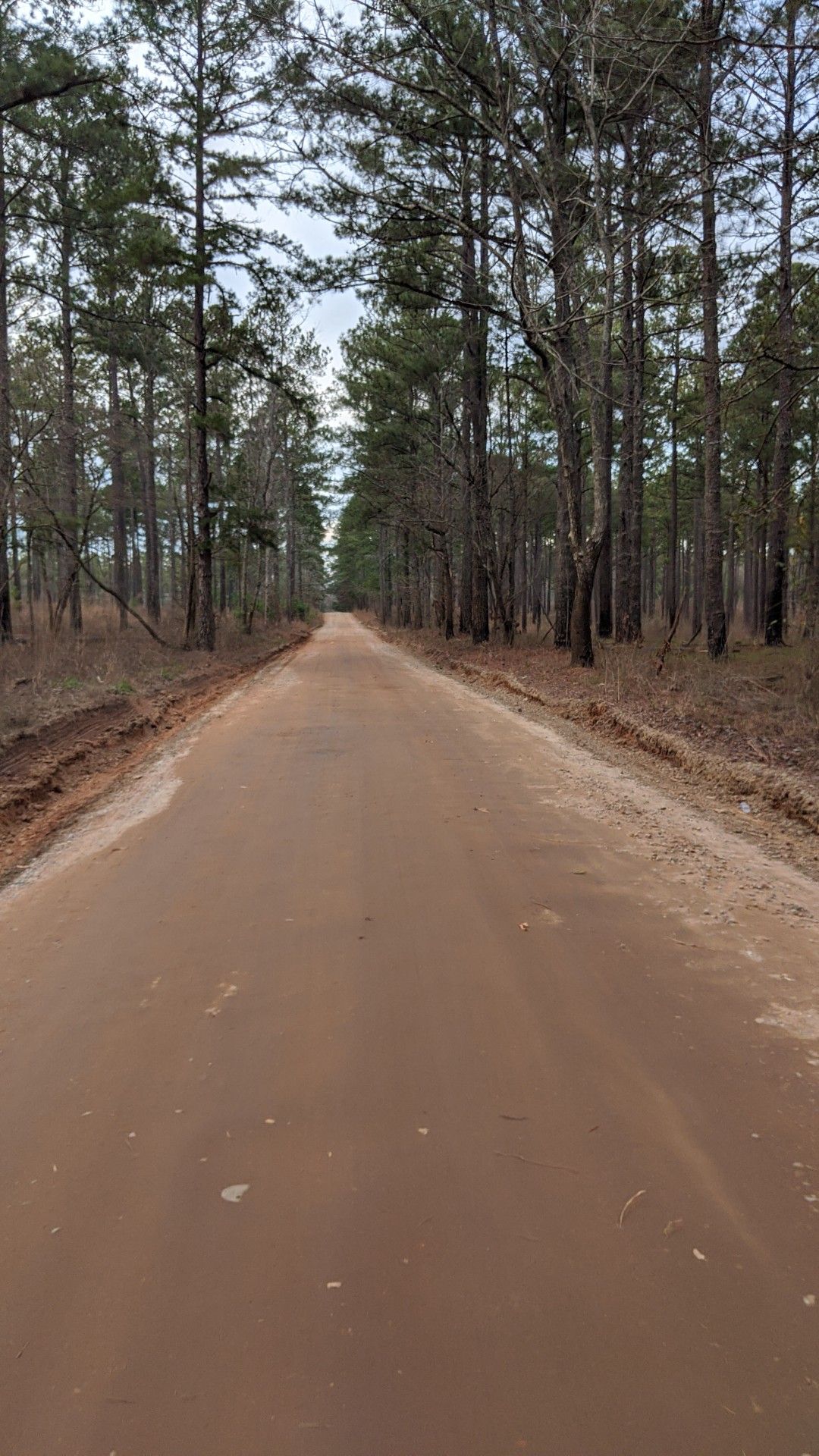 Long dirt road through a dense pine forest under an overcast sky. - Gravel loop from Green House Lake Dam