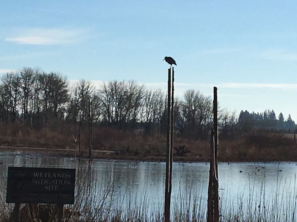 A bird perches on a tall post in a wetland under a bright blue sky. - Fernhill Wetlands loop from Forest Grove