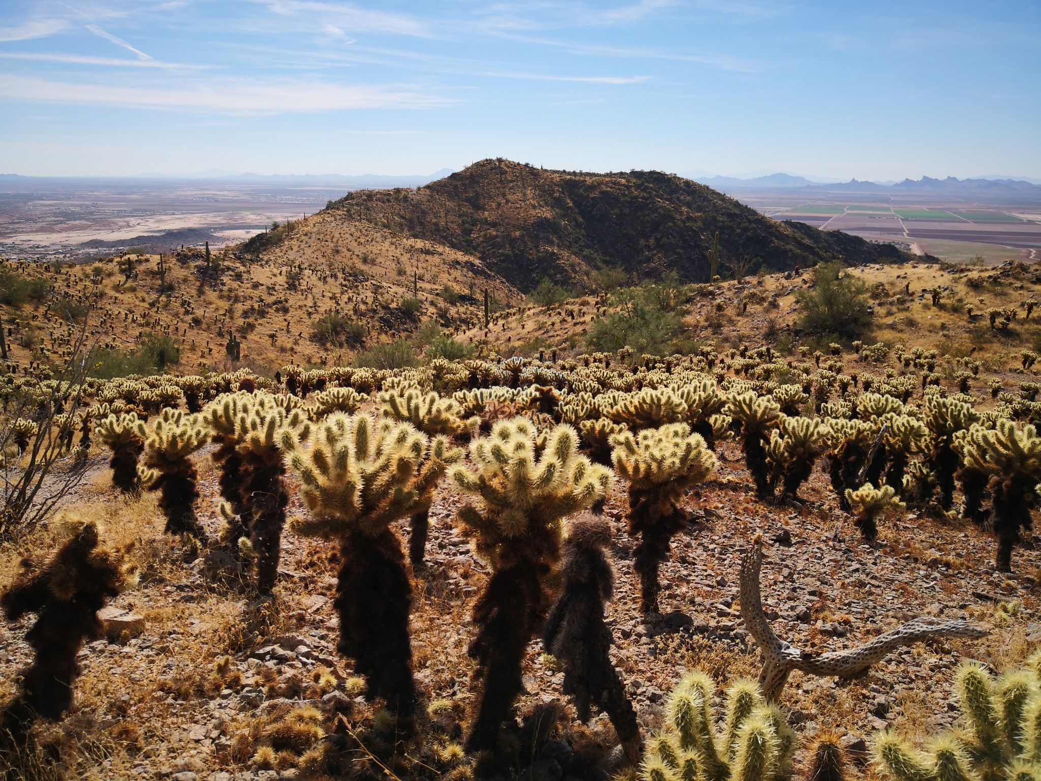 Sunny desert landscape with many cholla cacti and a large hill. - Bolt Trail