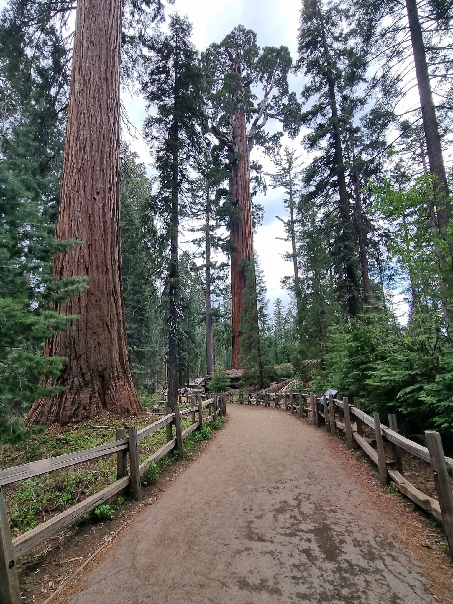A dirt path with wooden fences winds through a forest of giant trees. - General Grant Trail