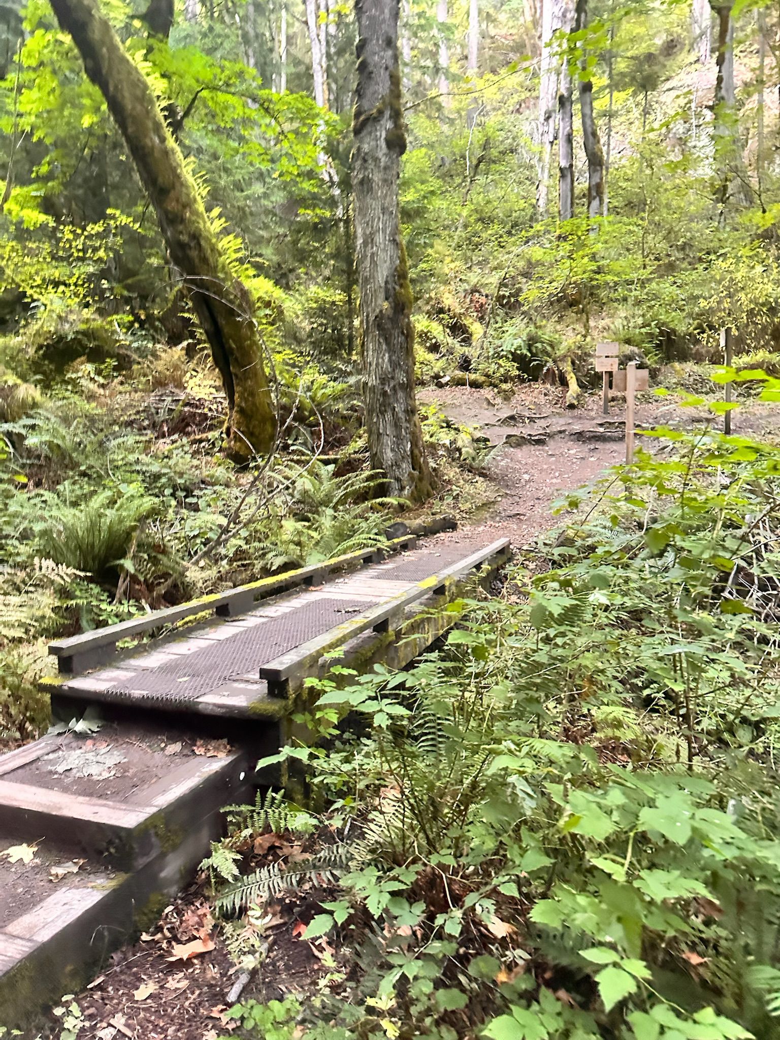Wooden bridge on a winding path through a lush green forest. - Wilderness Peak Loop