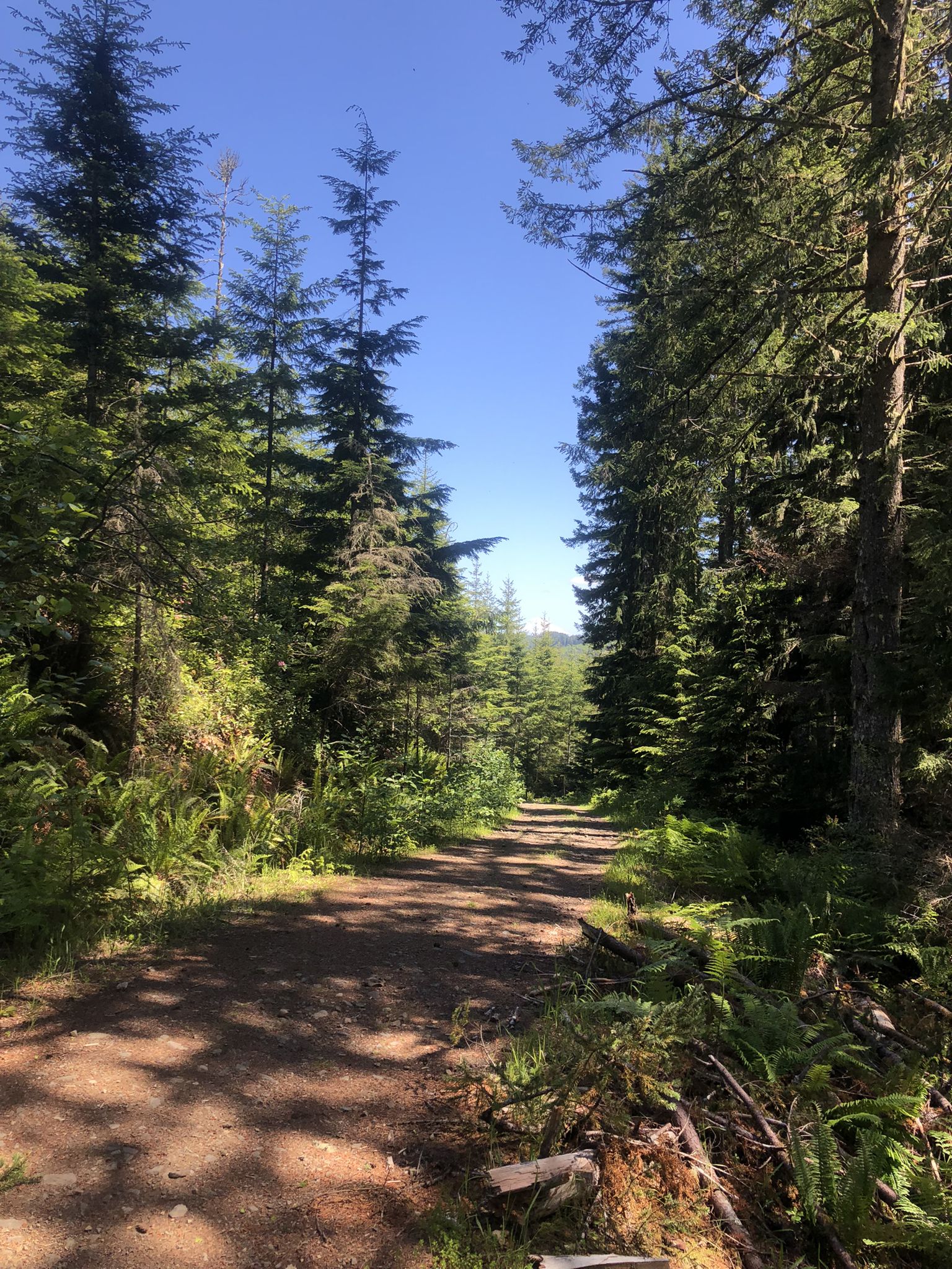 Bright sunlit dirt road cutting through a tall, dense evergreen forest. - Green Mountain State Forest loop from Wildcat Lake