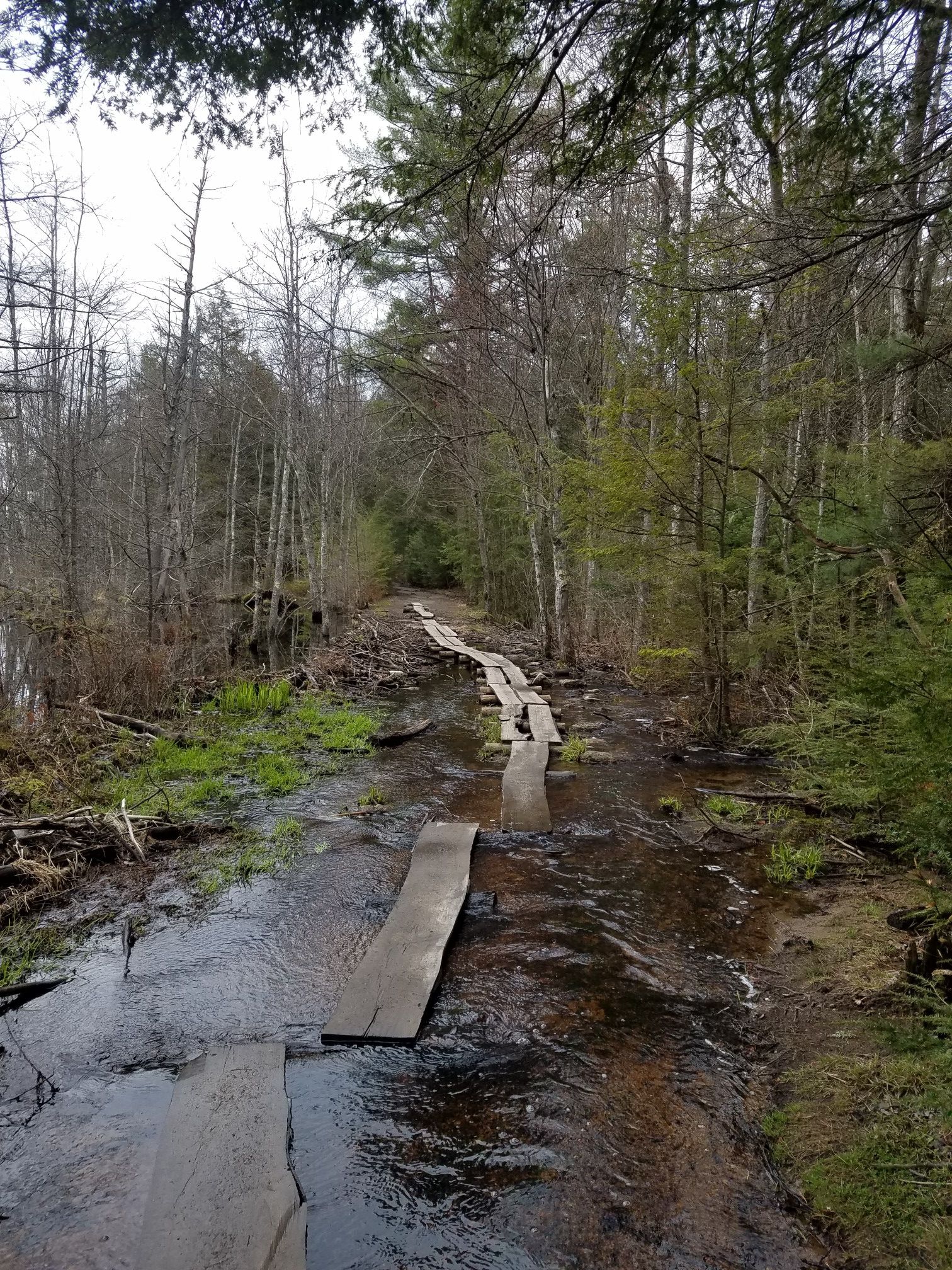 A wooden boardwalk partially submerged in water, winding through a bare forest. - Mount Watatic loop from Town of Ashburnham I Conservation Restriction