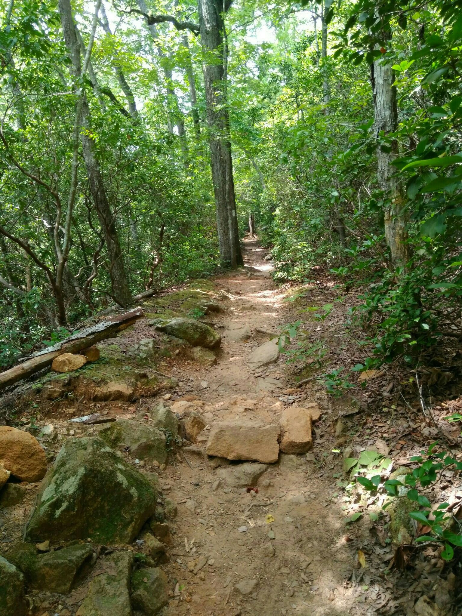 A rocky dirt path winds through a dense, sunlit green forest. - Connector Trail