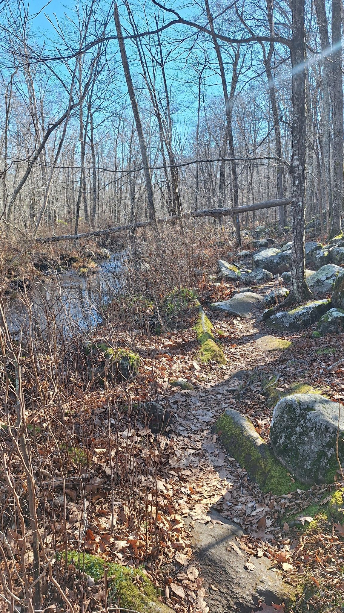 A rocky, leaf-strewn forest path under bright sunlight, surrounded by bare trees. - Stepstone Falls loop from Mount Tom