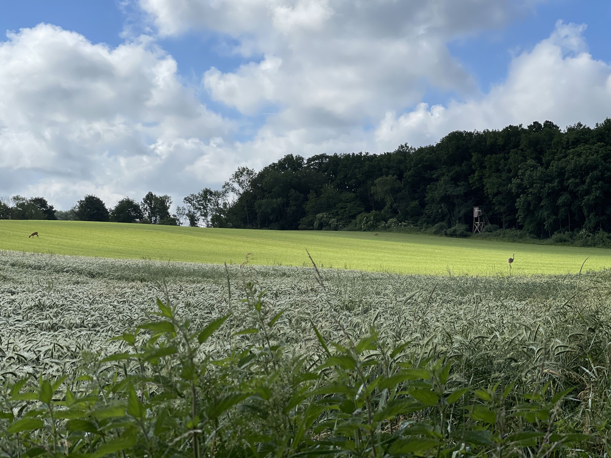 Als Entschädigung gabs Nandu mit Reh.