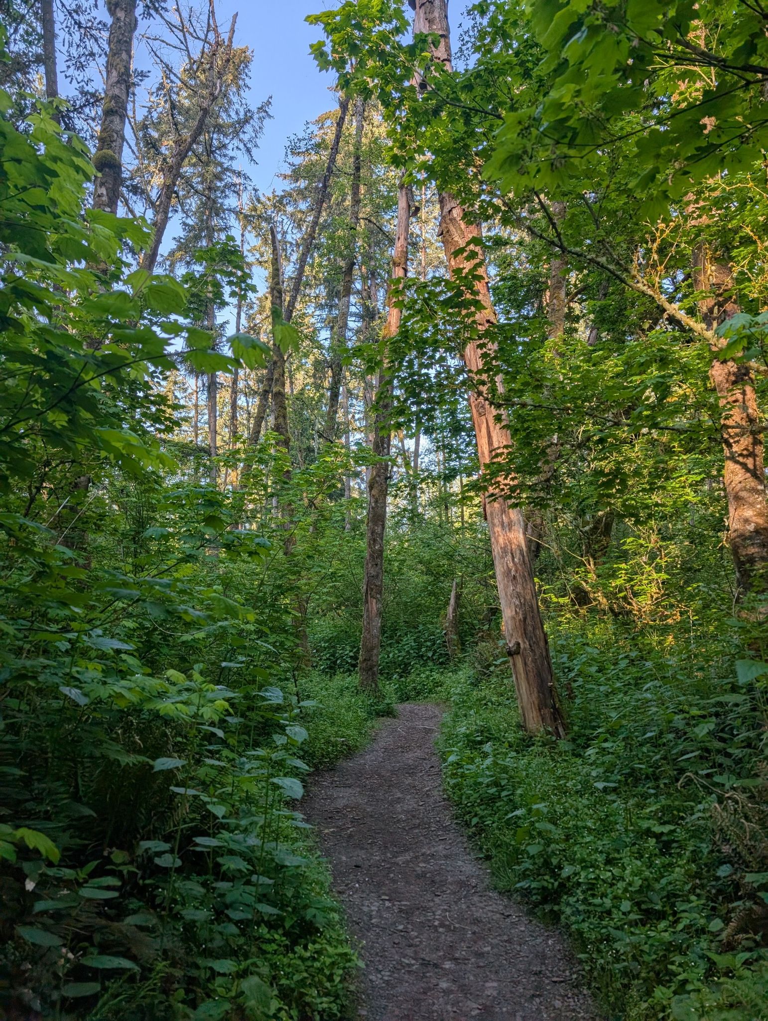 A winding dirt path leads through a dense, sun-dappled green forest. - Hiking loop from Elmonica/Southwest 170th Avenue