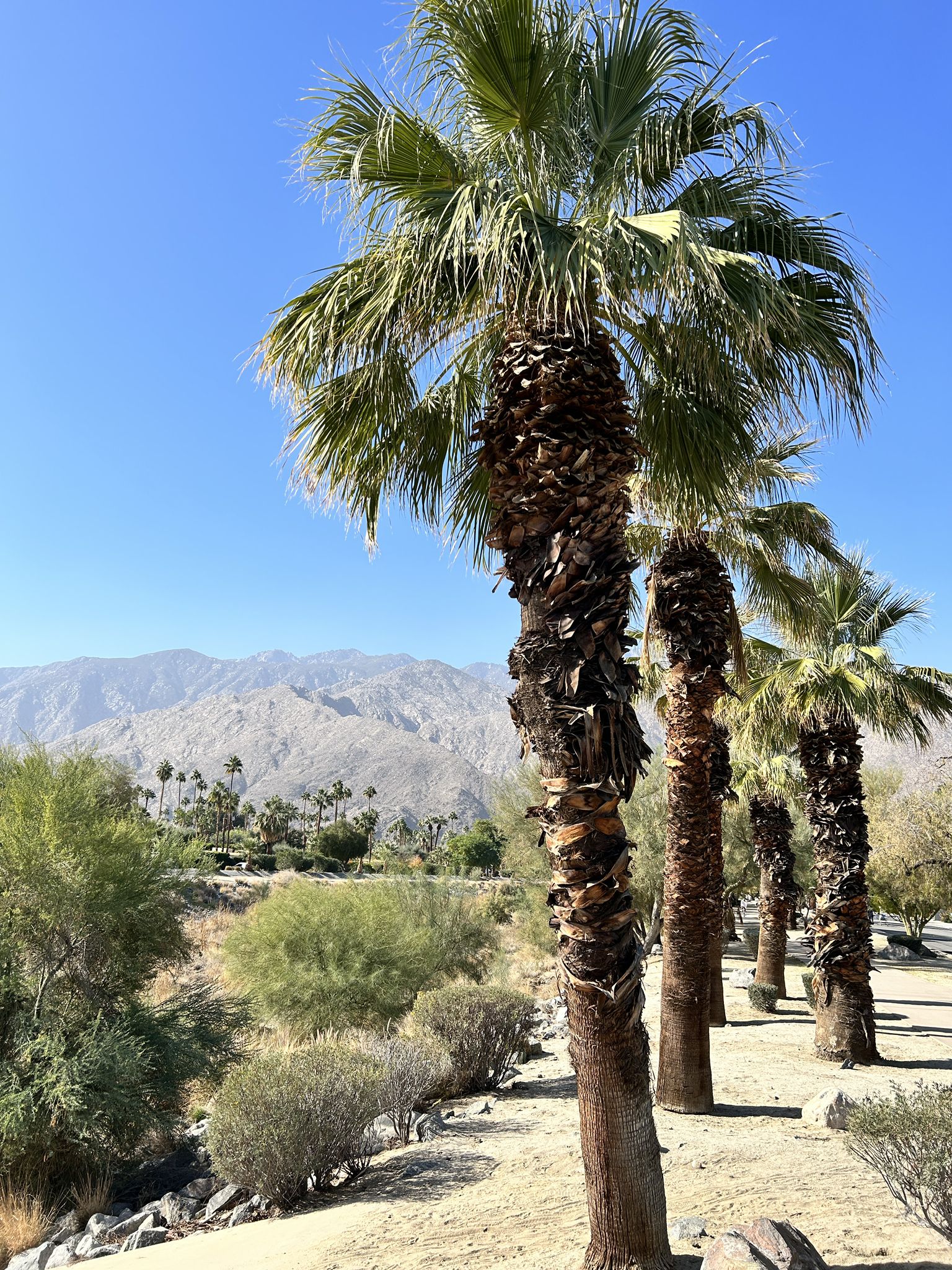 Tall palm trees in a sunny desert landscape with distant mountains. - South Palm Canyon Drive to South Sunrise loop