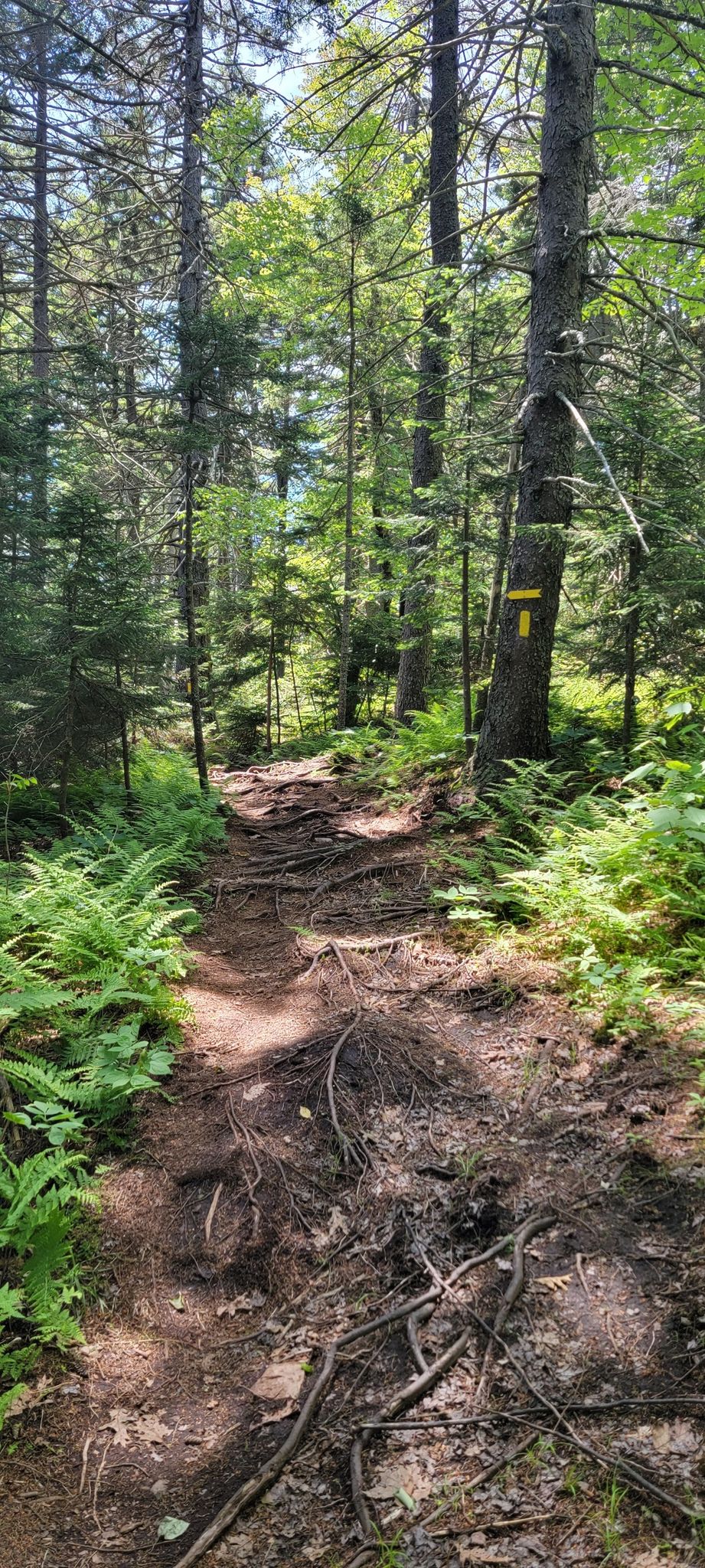 A sunlit, root-covered forest trail winding through dense green ferns and trees. - Belknap Range Peaks Loop