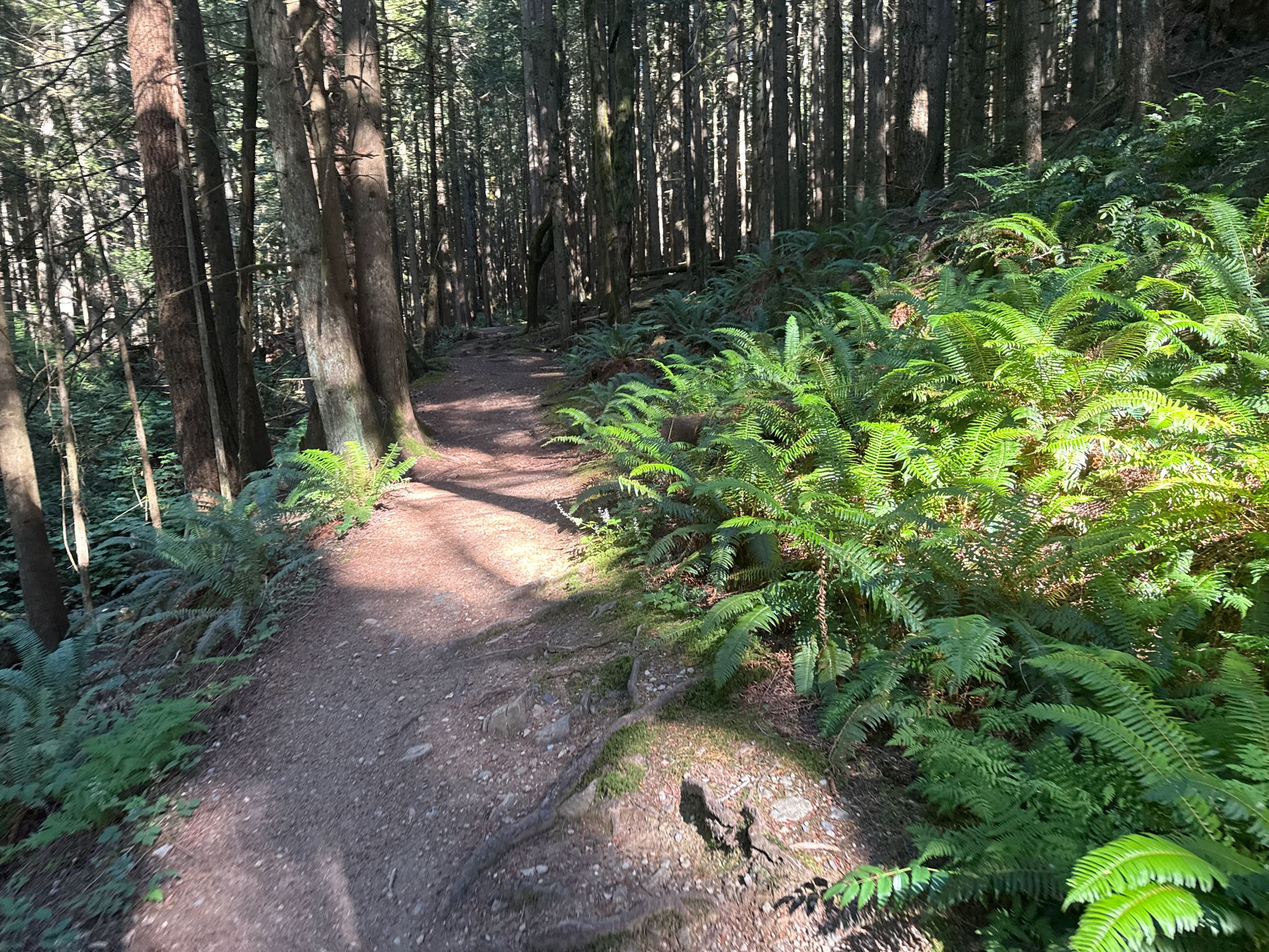 Winding dirt trail through a sun-dappled forest with lush green ferns. - Oyster Dome via Rick Rolled to Lily Lake Trail loop