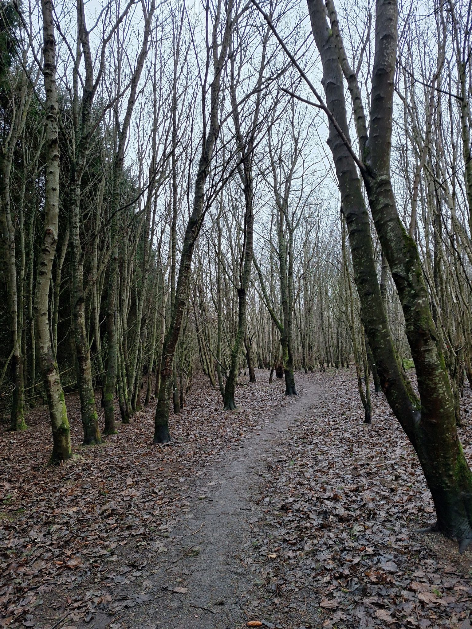 Magic Woods